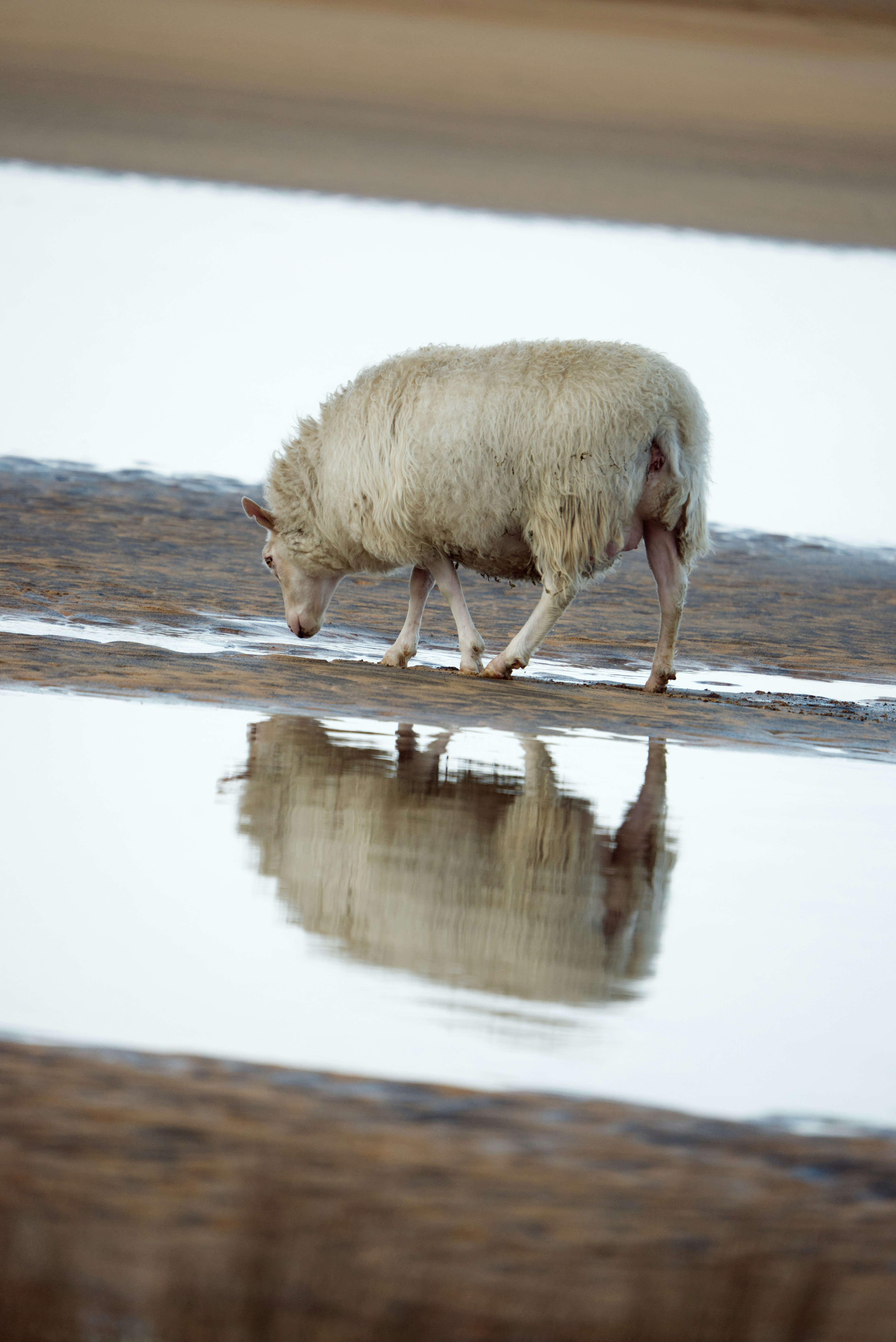A sheep walking on a beach next to a body of water