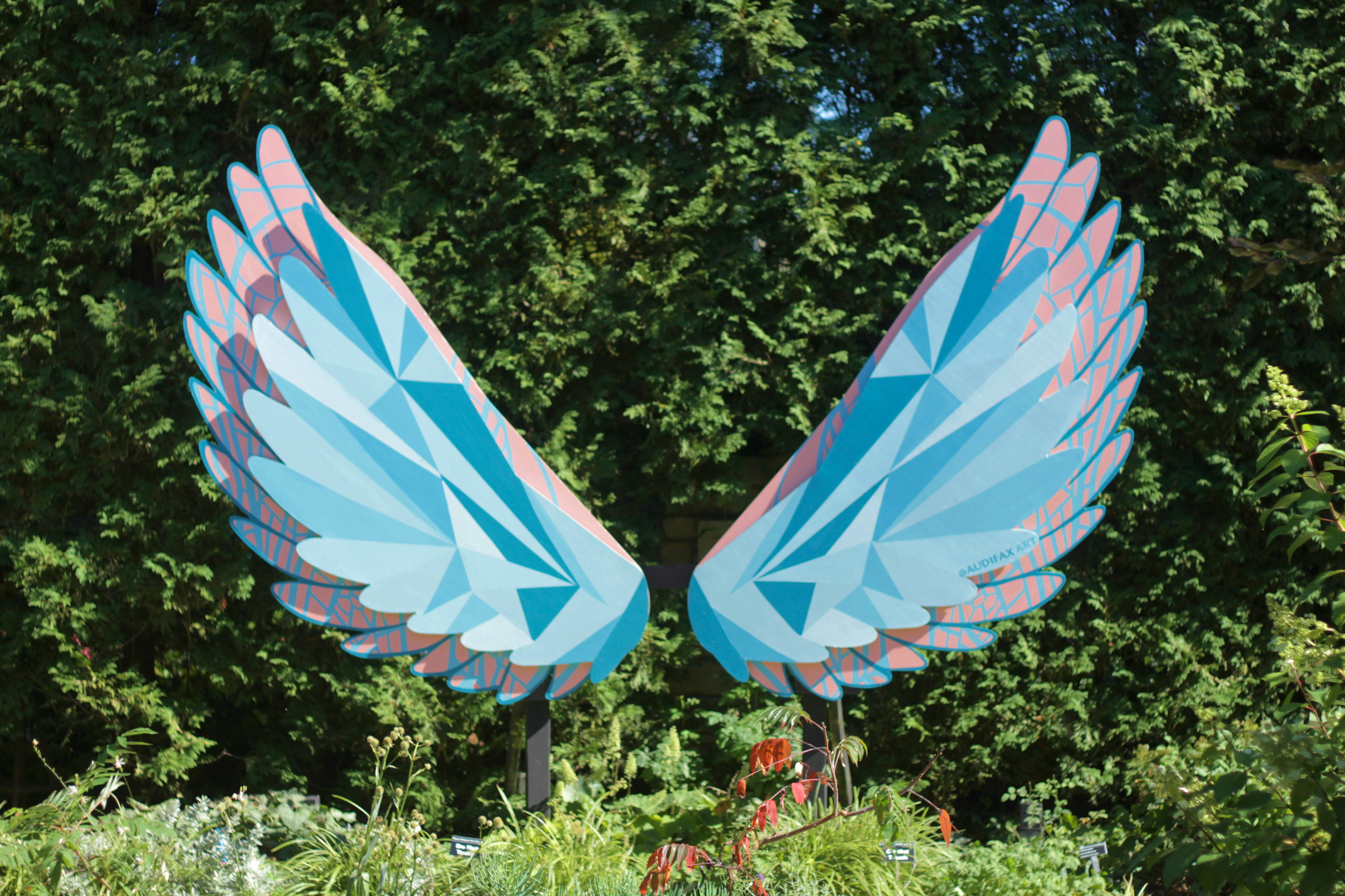 Two large blue and pink birds in a garden