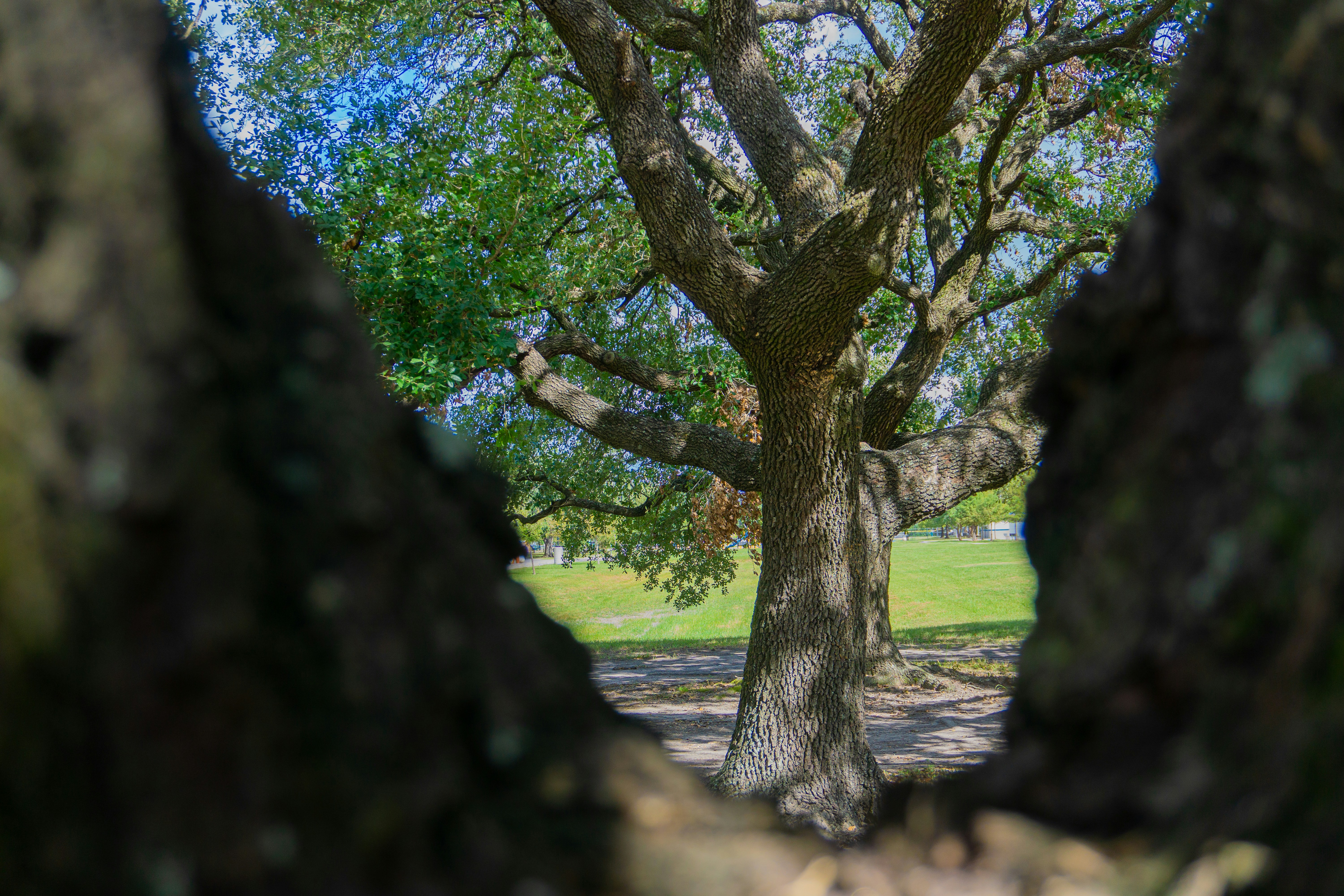 Una vista di un albero attraverso un buco nella corteccia di un albero