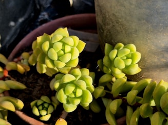 A close up of a plant in a pot