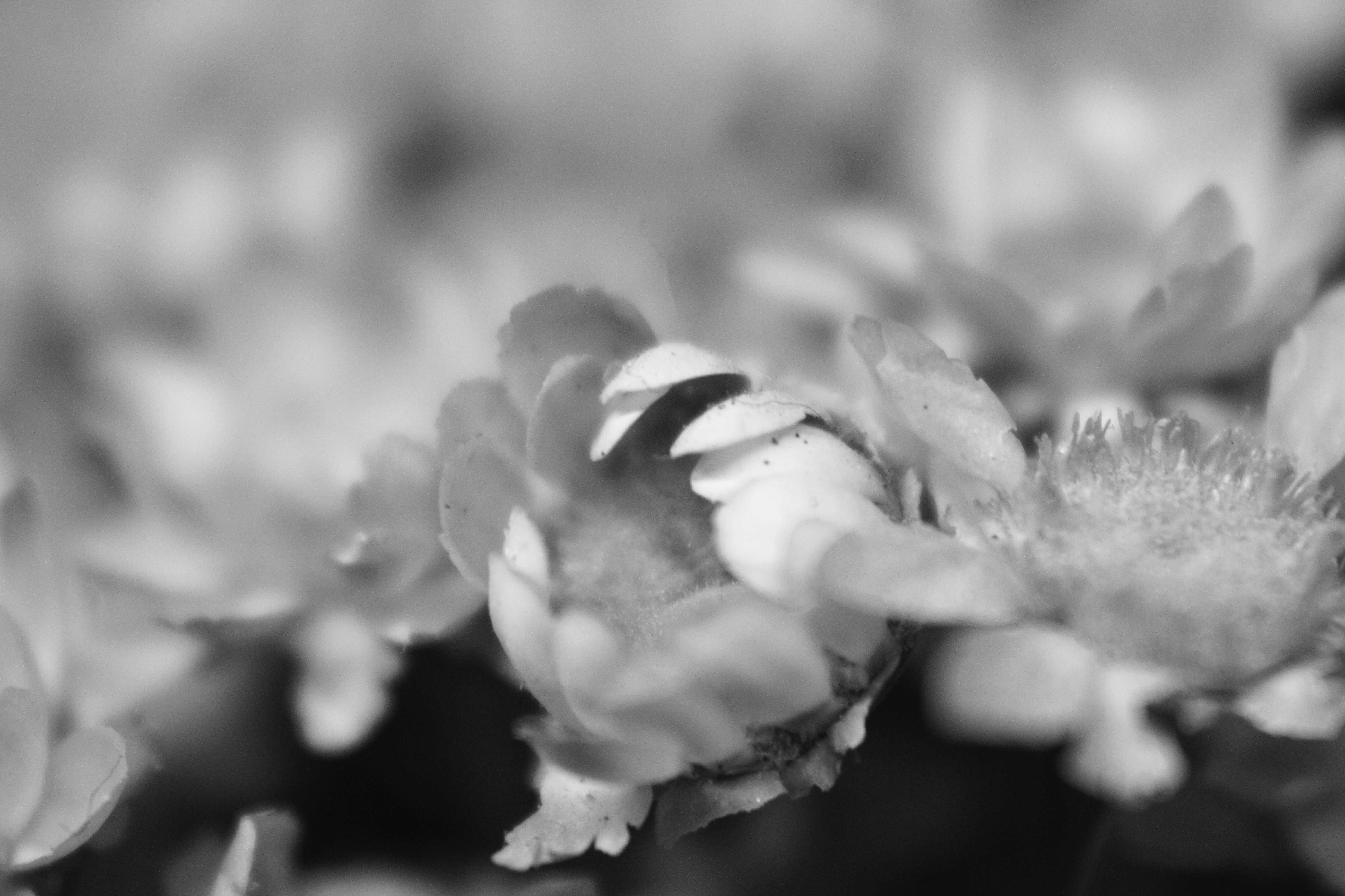 Photo by iamblondfox