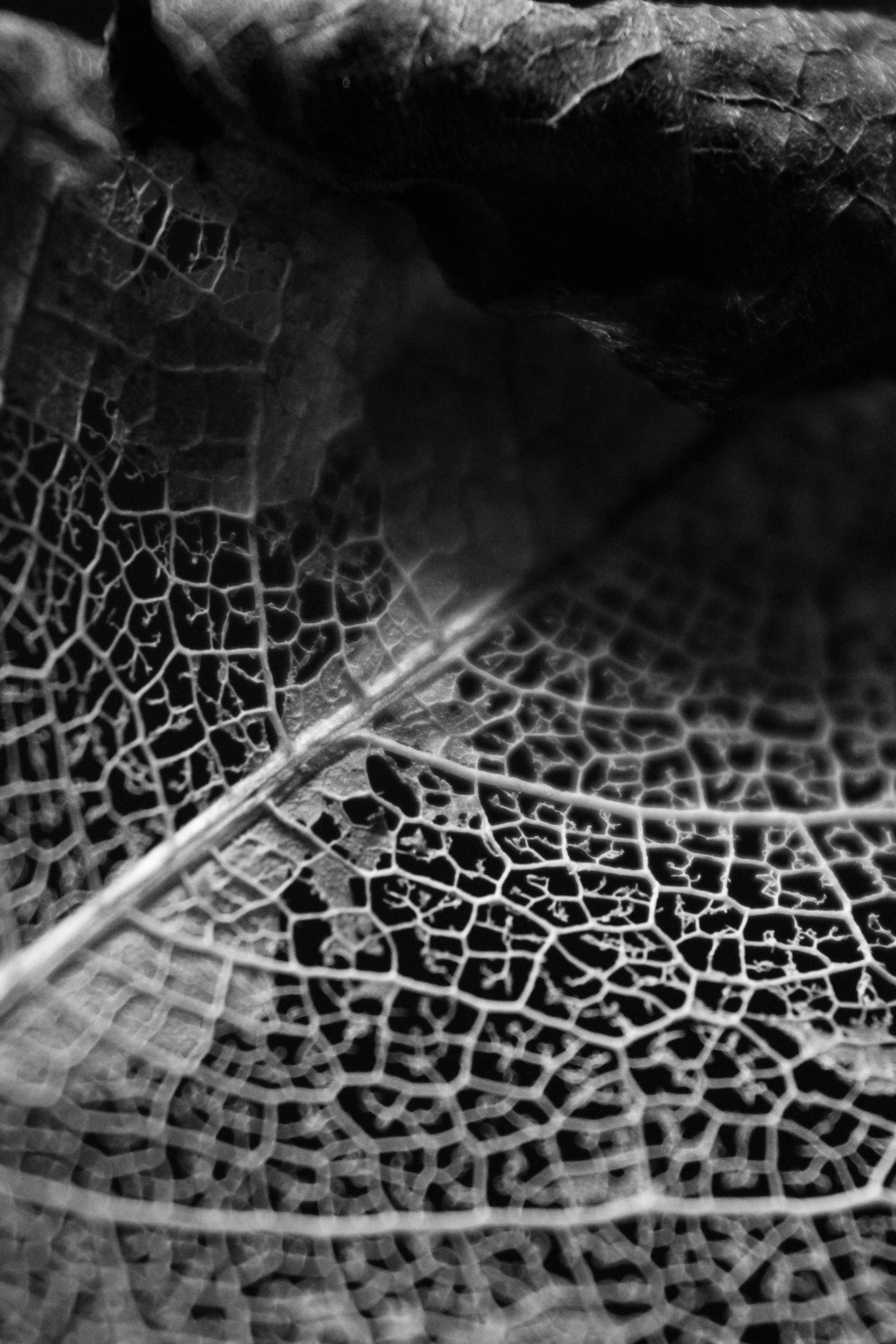 Photo by iamblondfox