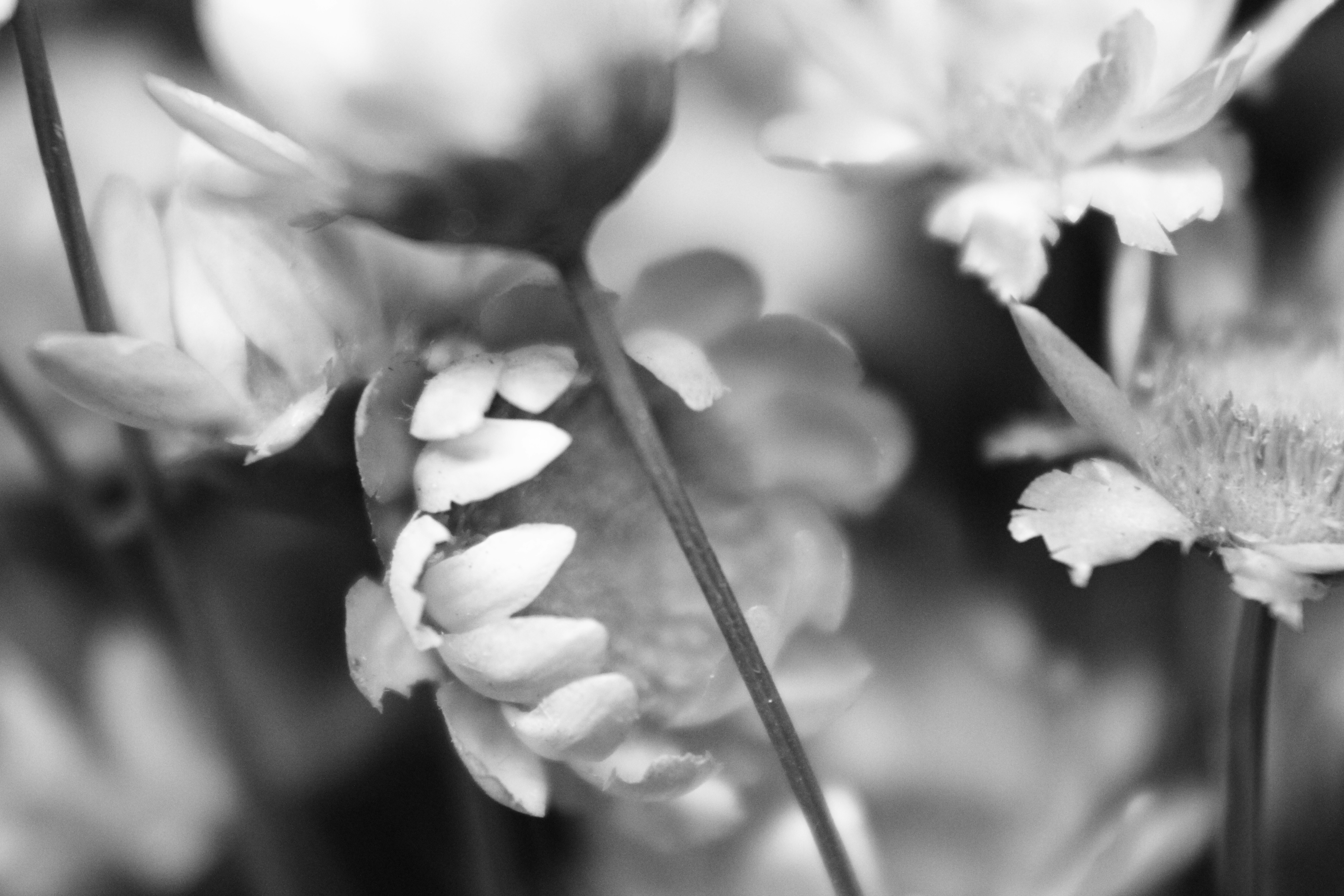 Photo by iamblondfox