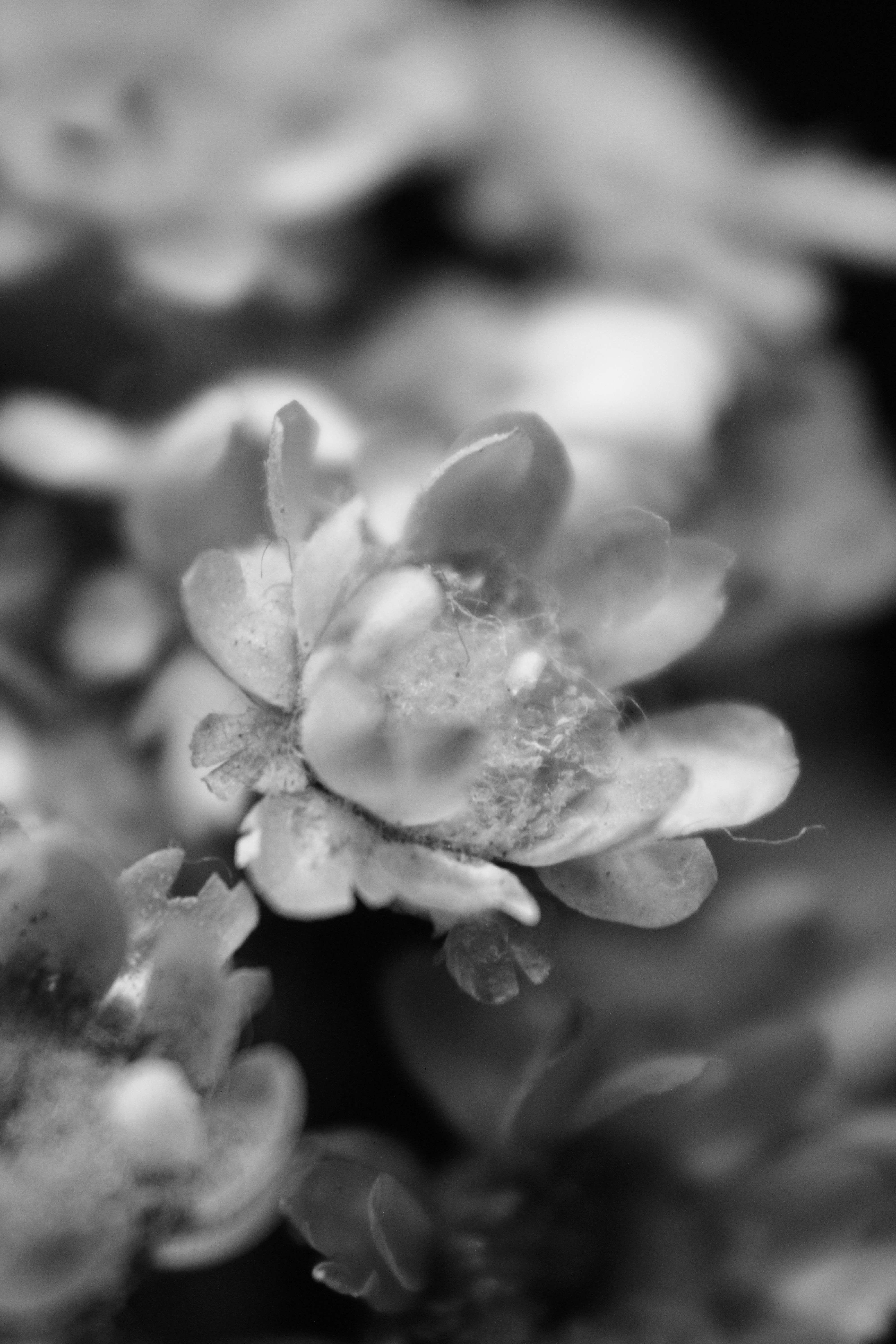 Photo by iamblondfox