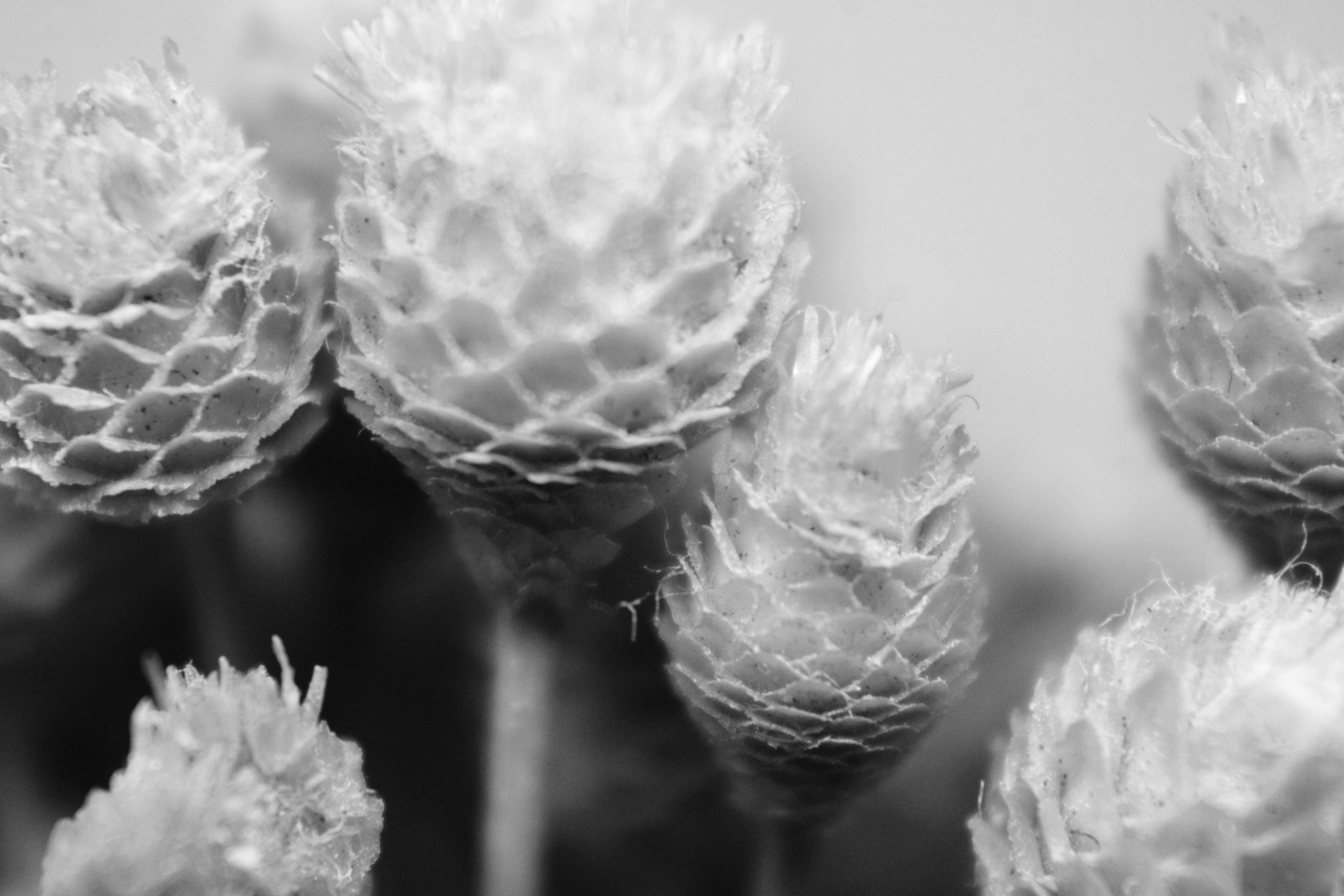 Photo by iamblondfox