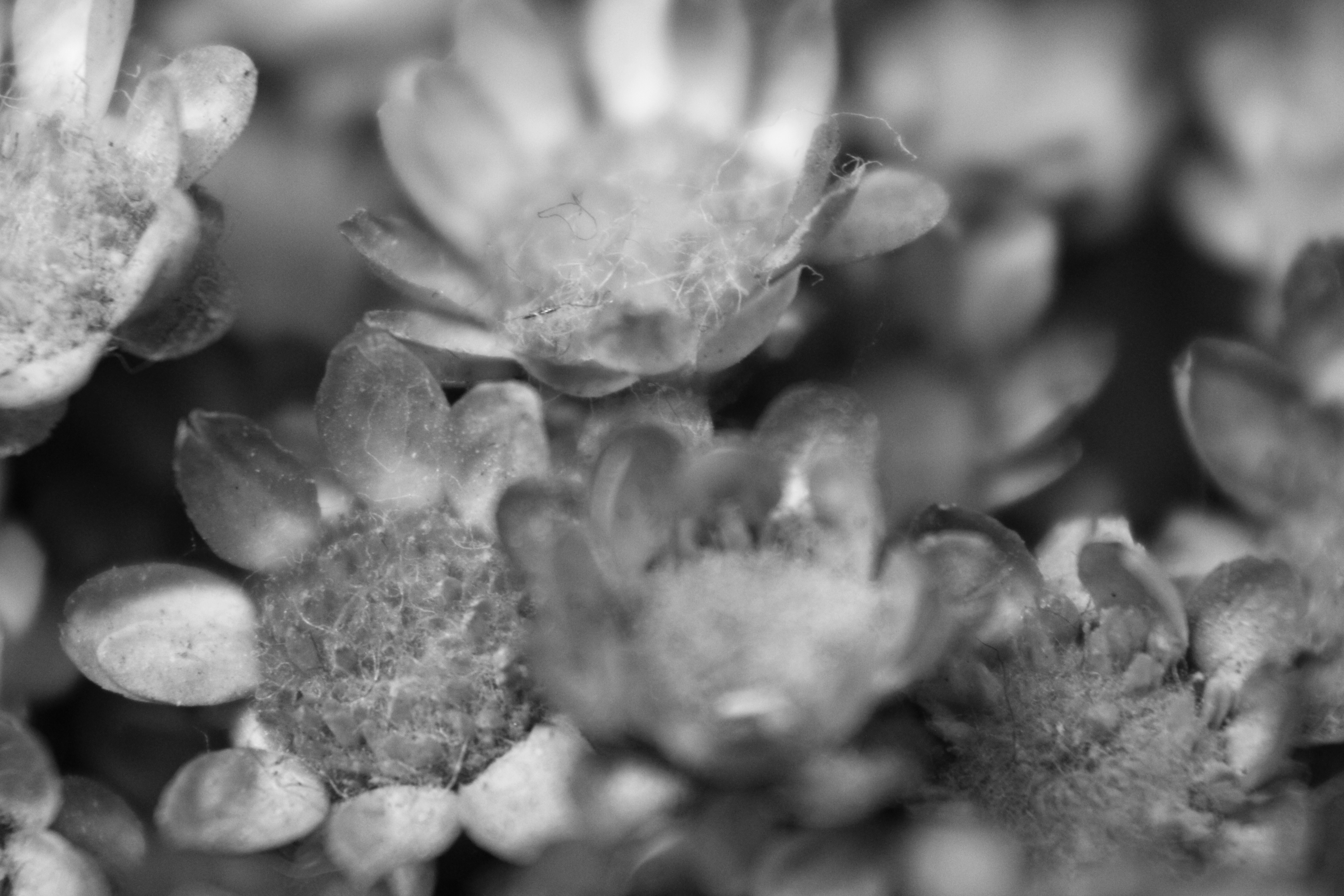 Photo by iamblondfox