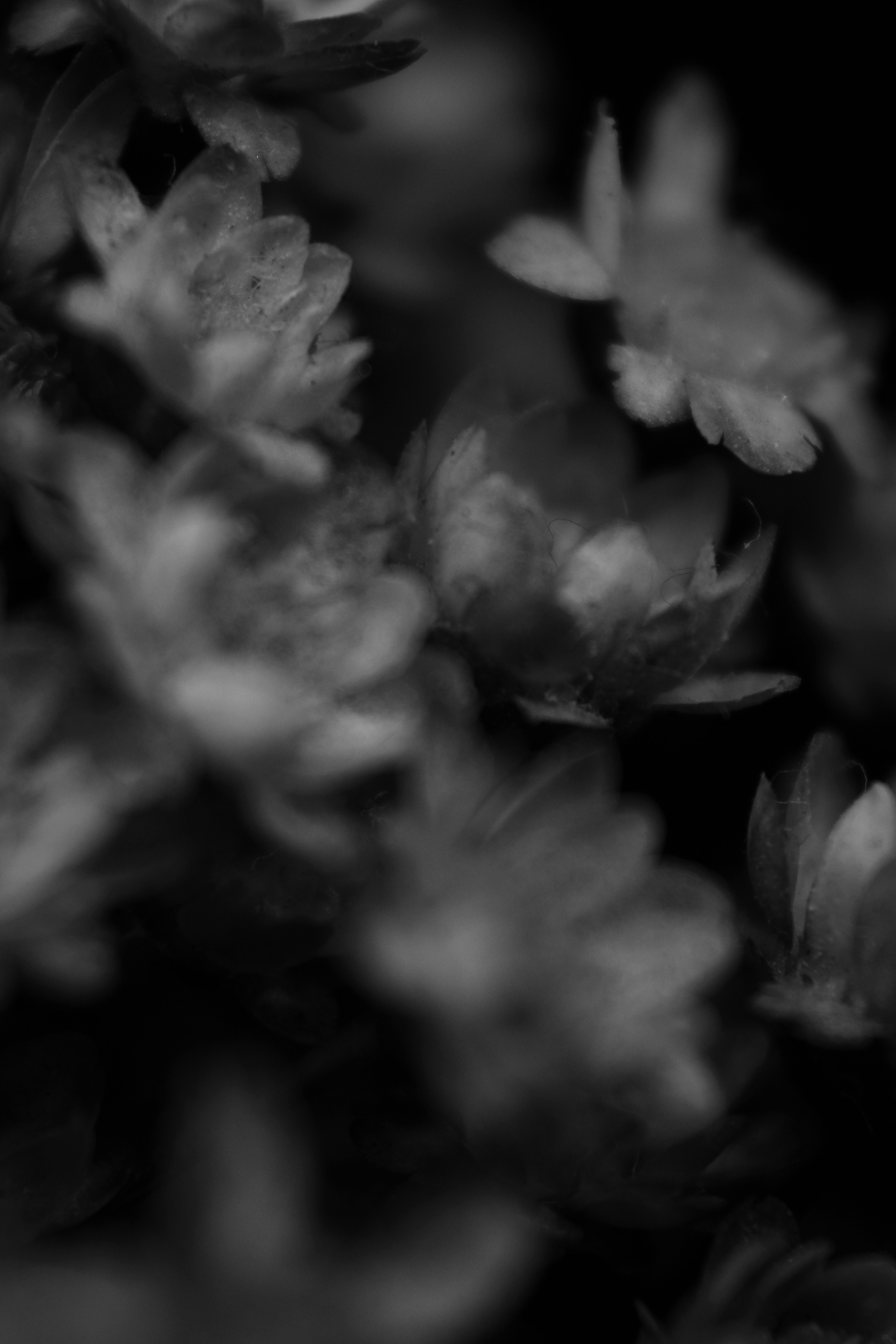 Photo by iamblondfox