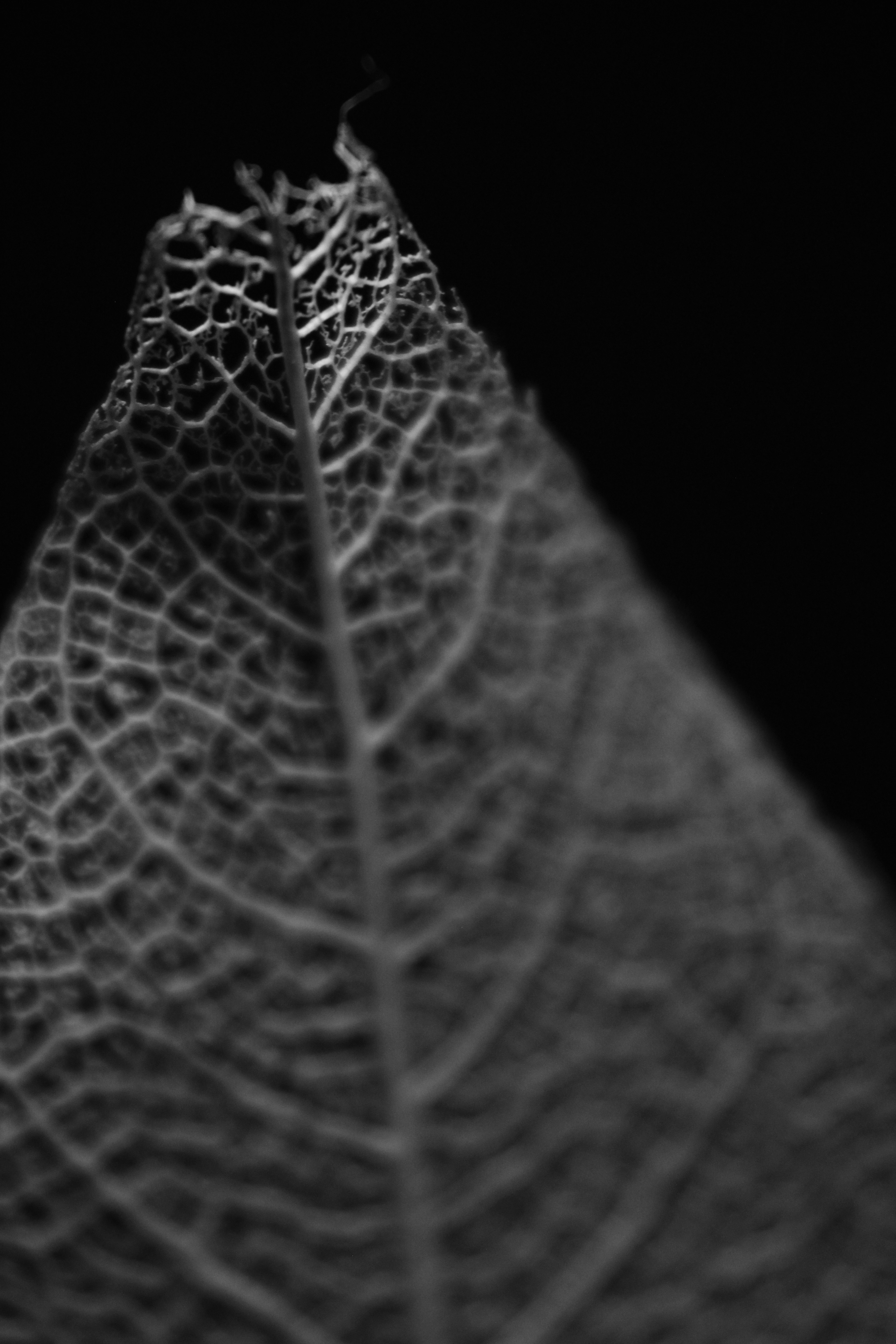 Photo by iamblondfox