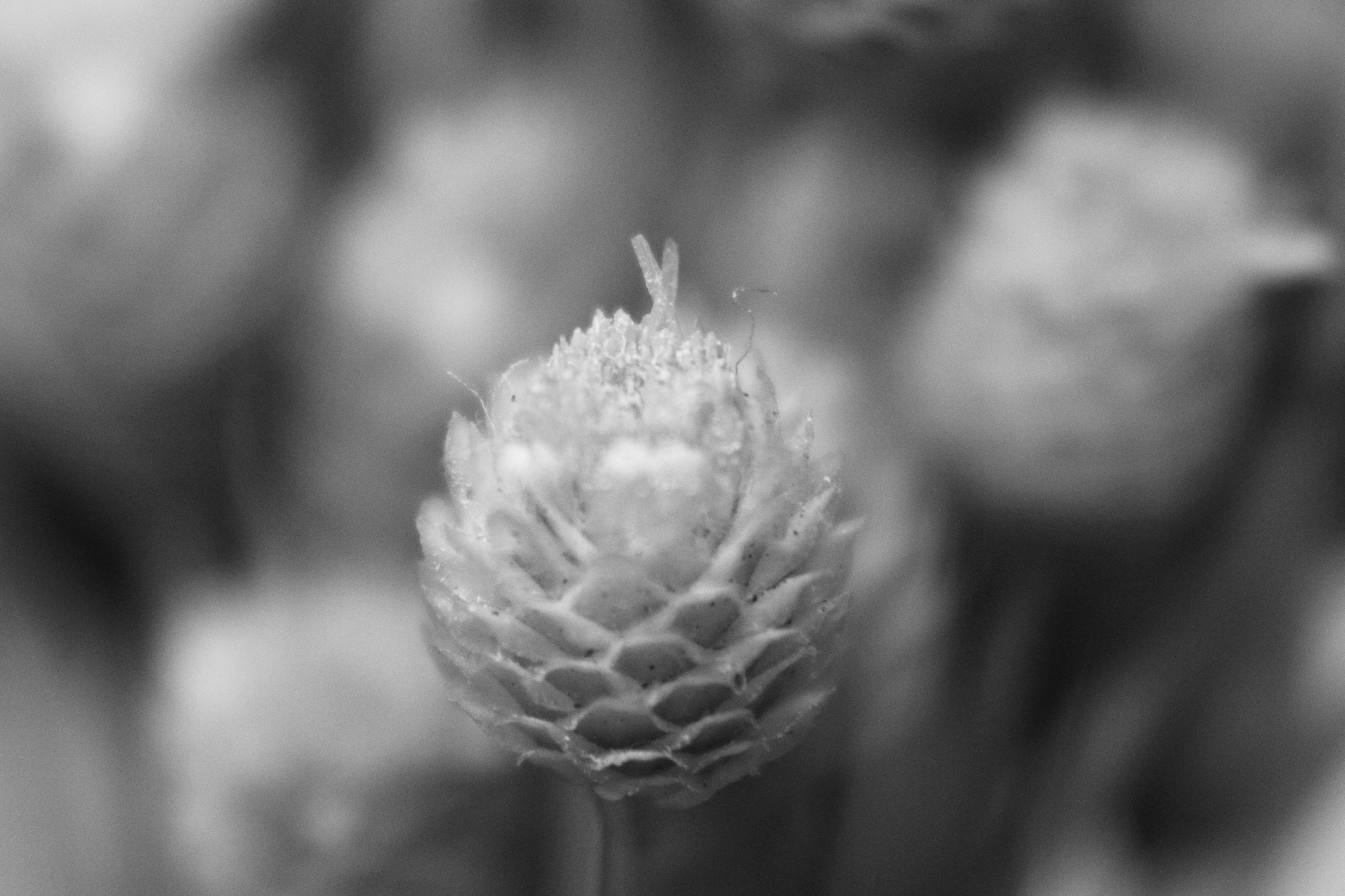 Photo by iamblondfox