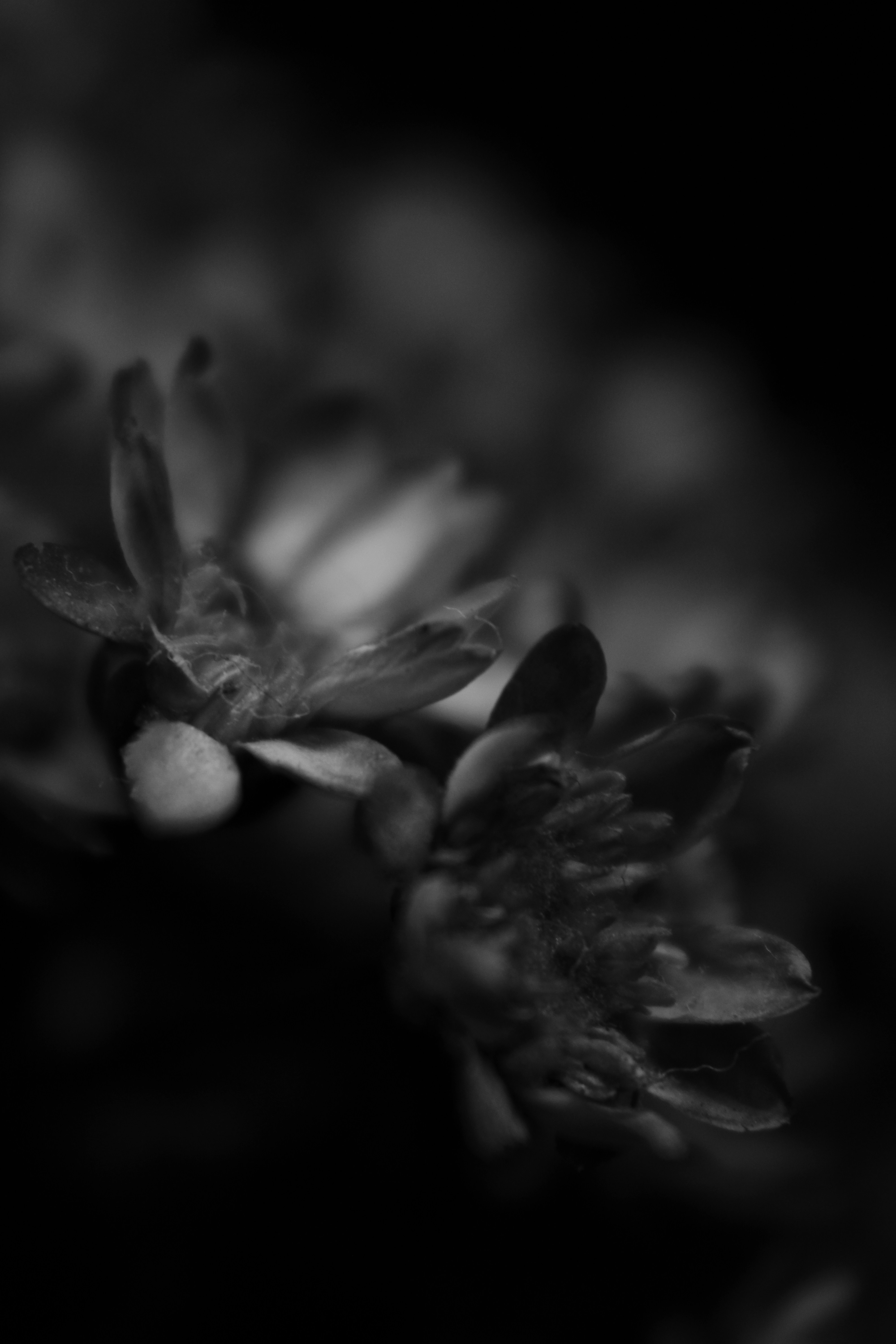 Photo by iamblondfox