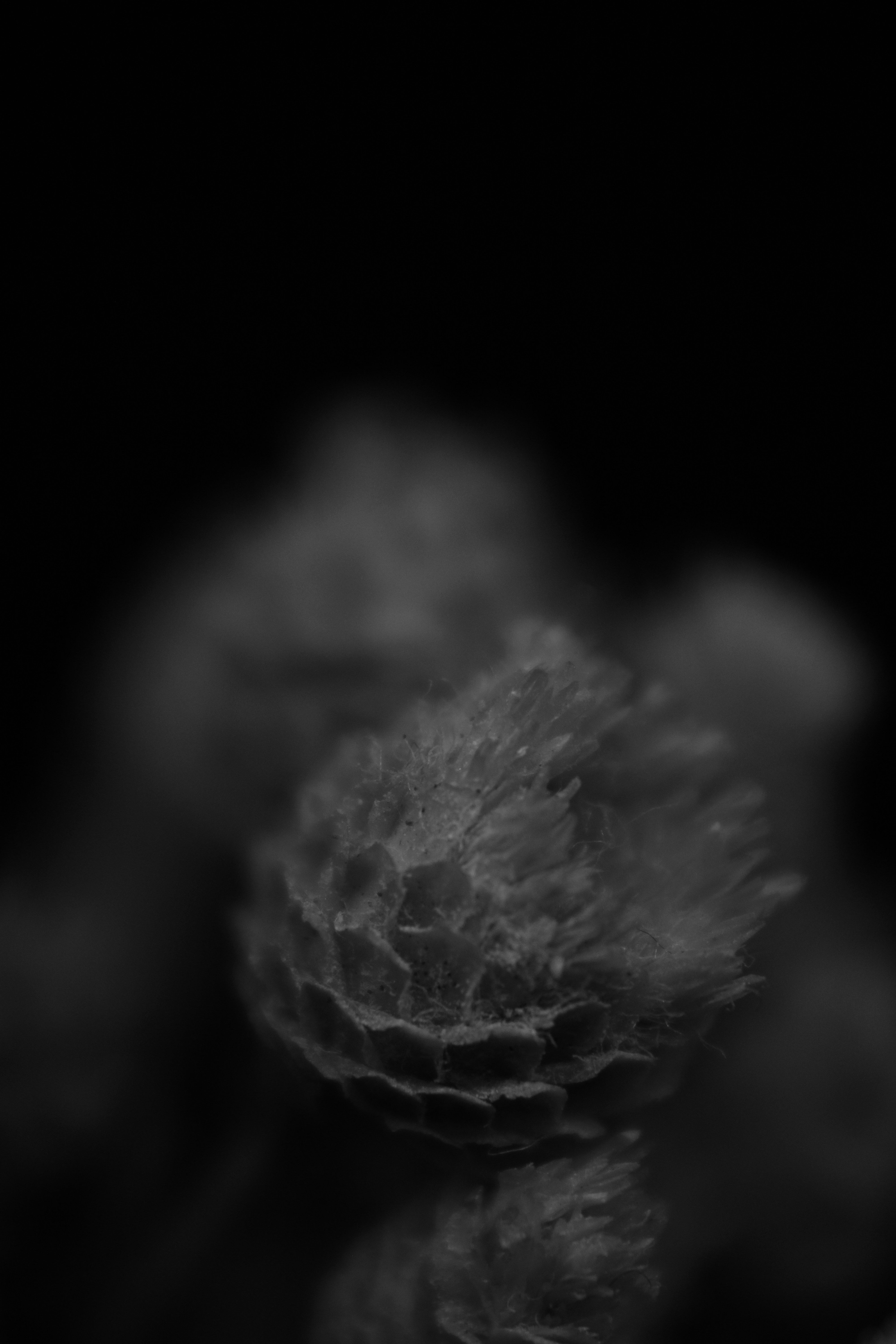 Photo by iamblondfox