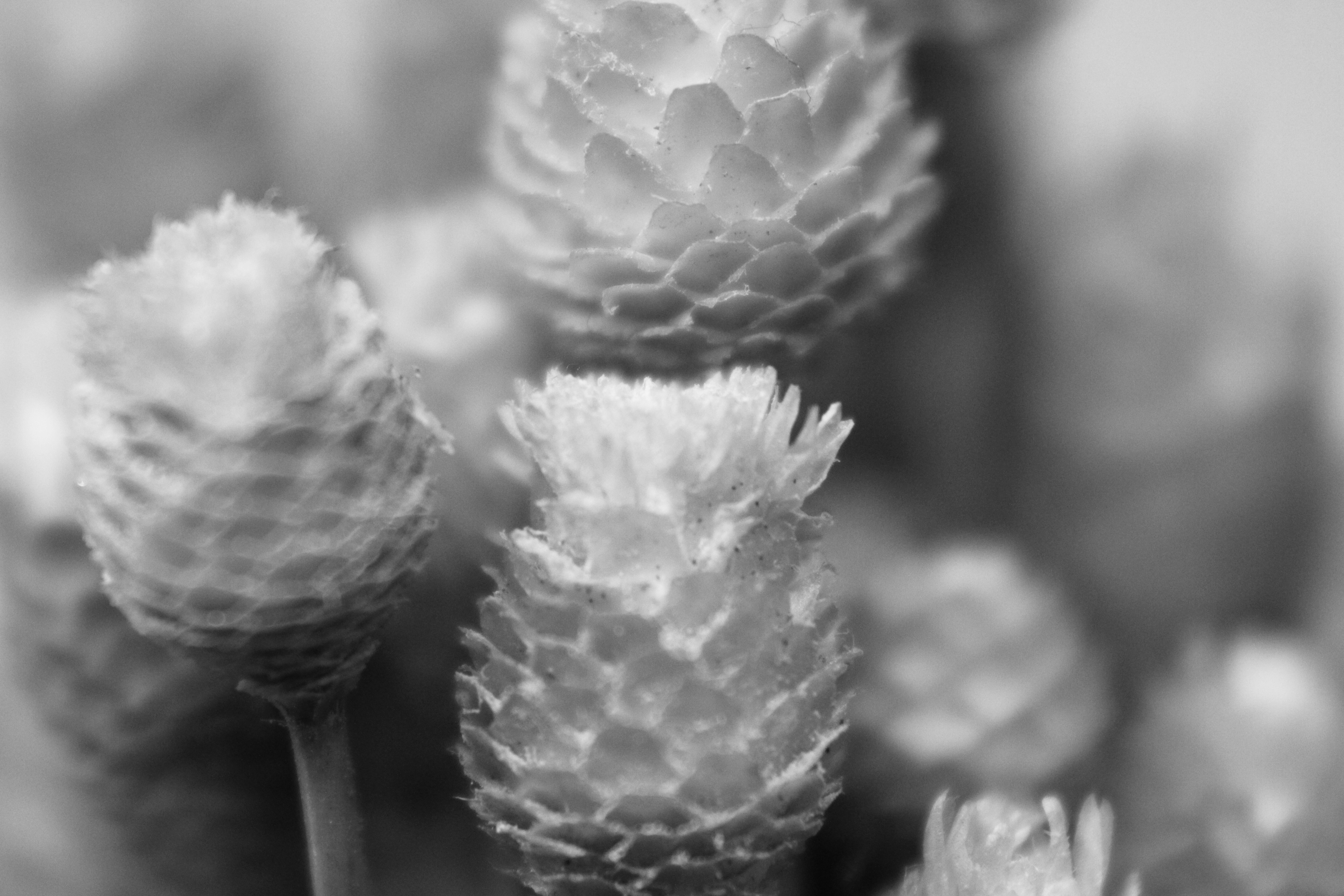 Photo by iamblondfox