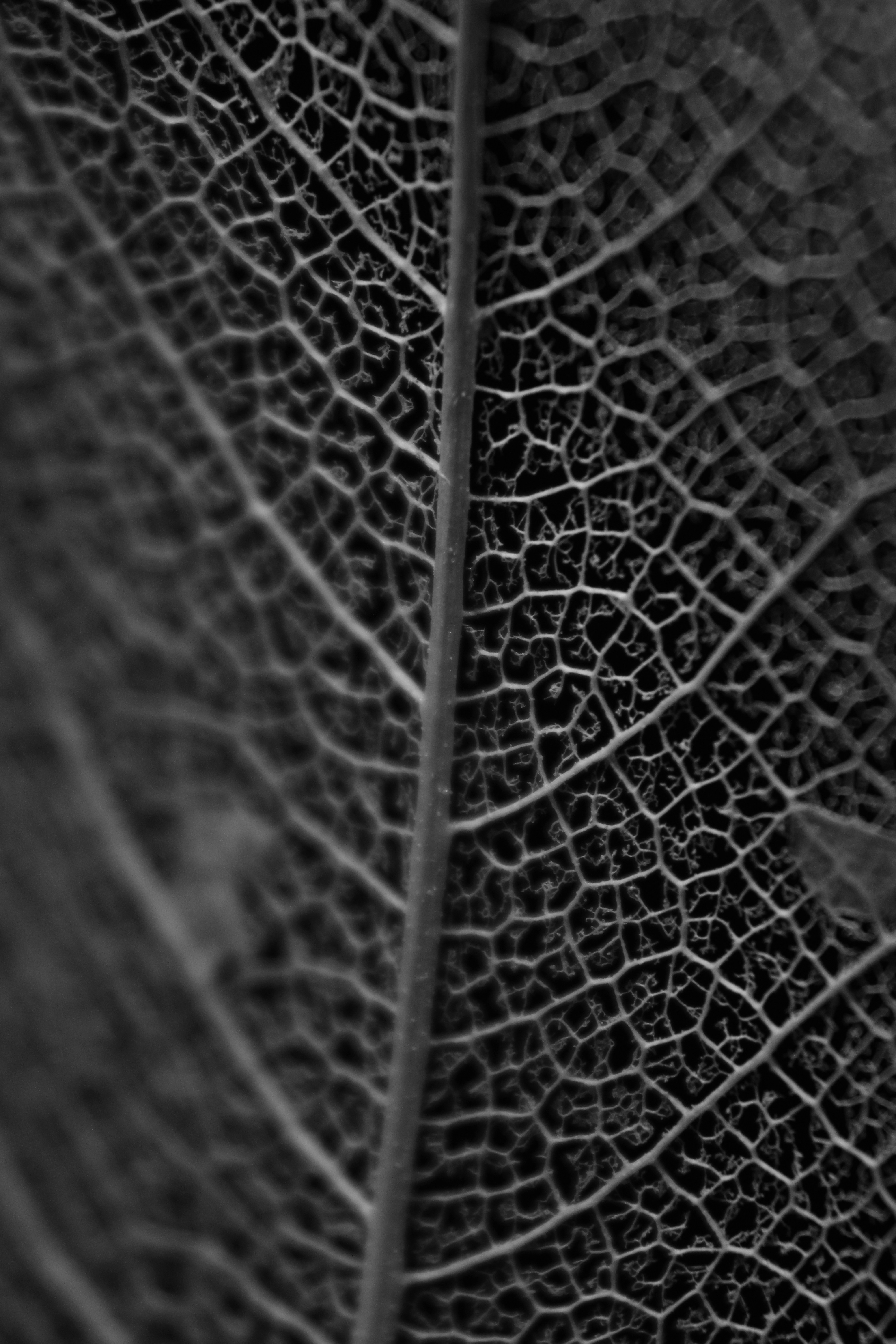 Photo by iamblondfox