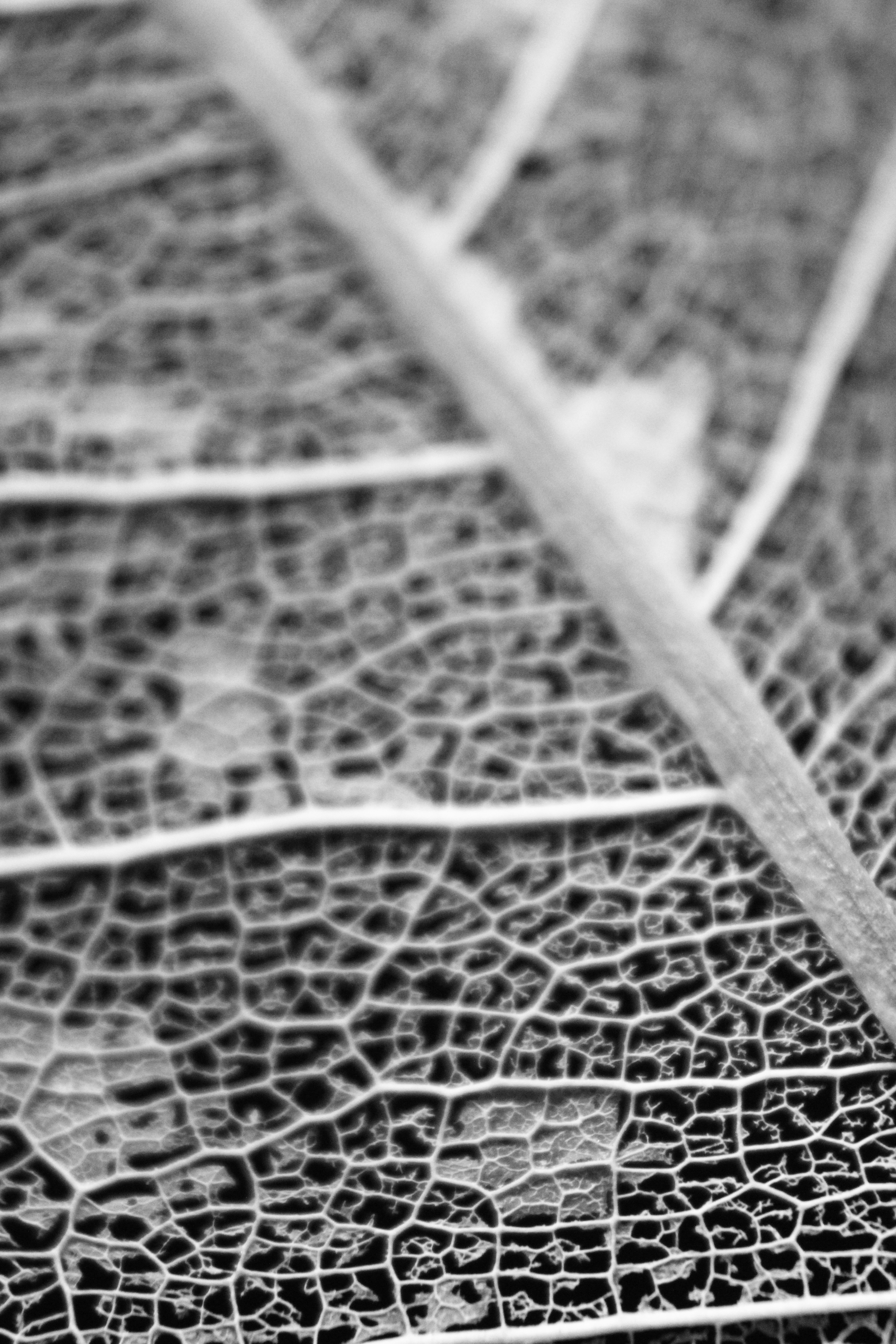 Photo by iamblondfox