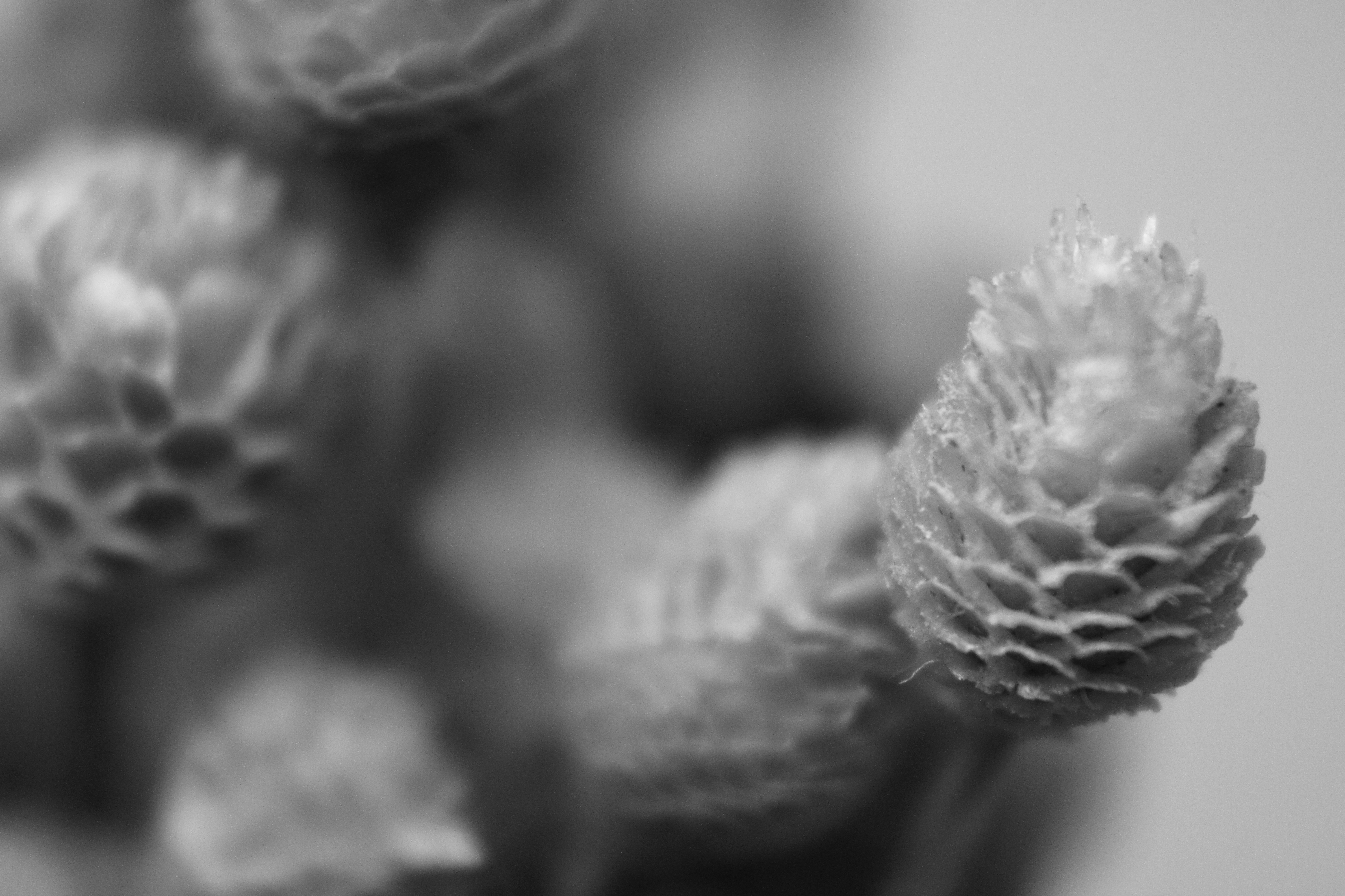 Photo by iamblondfox