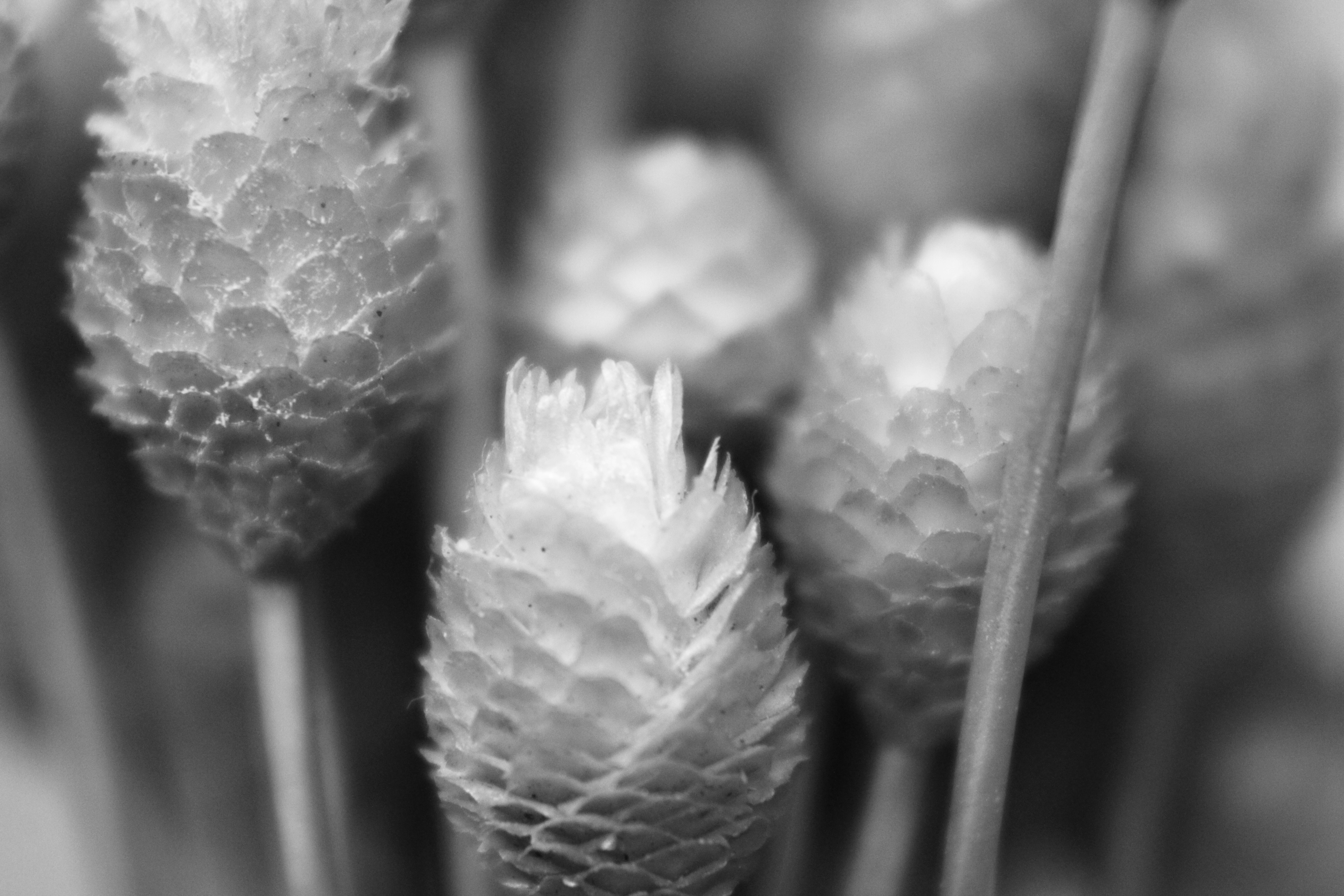 Photo by iamblondfox