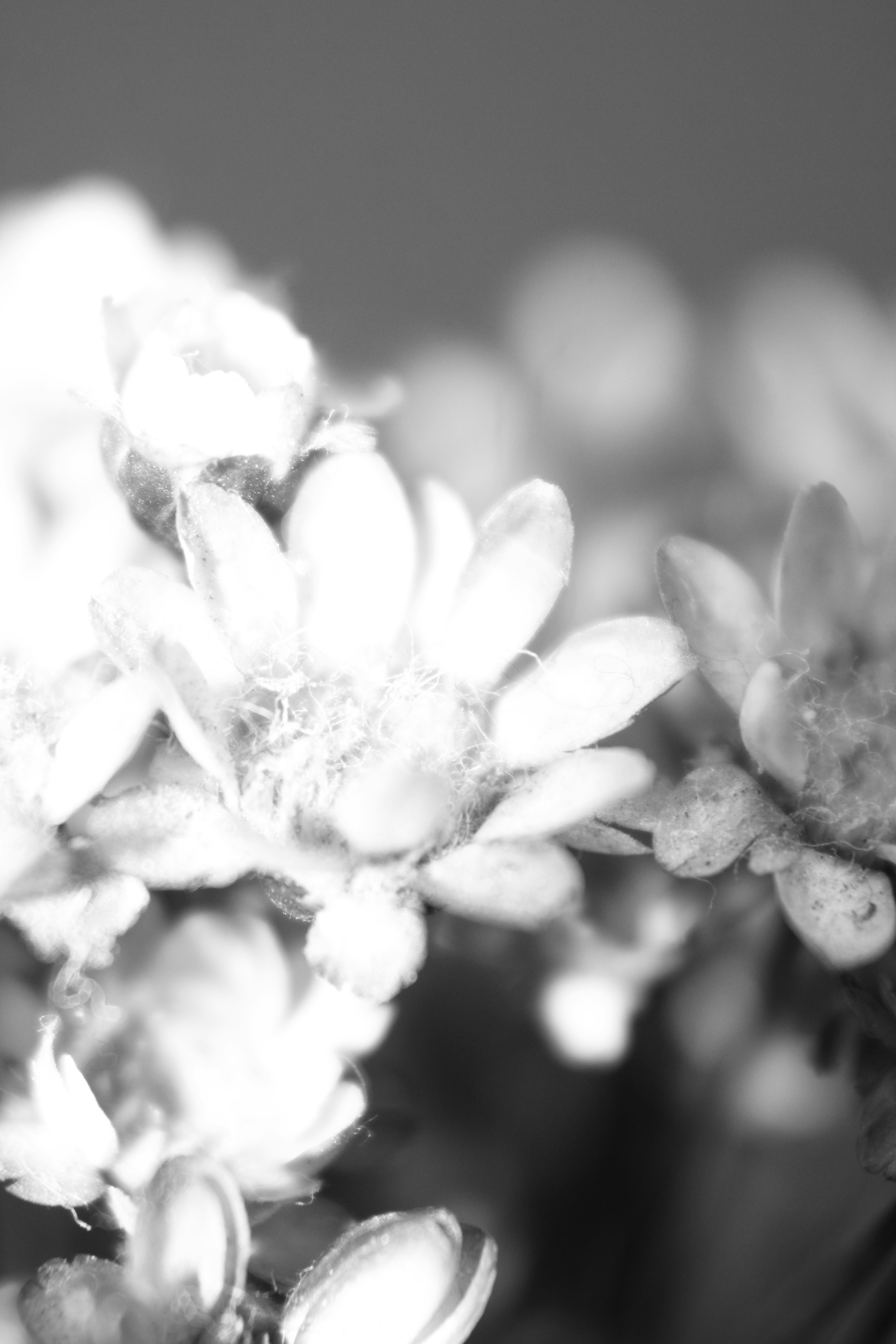 Photo by iamblondfox