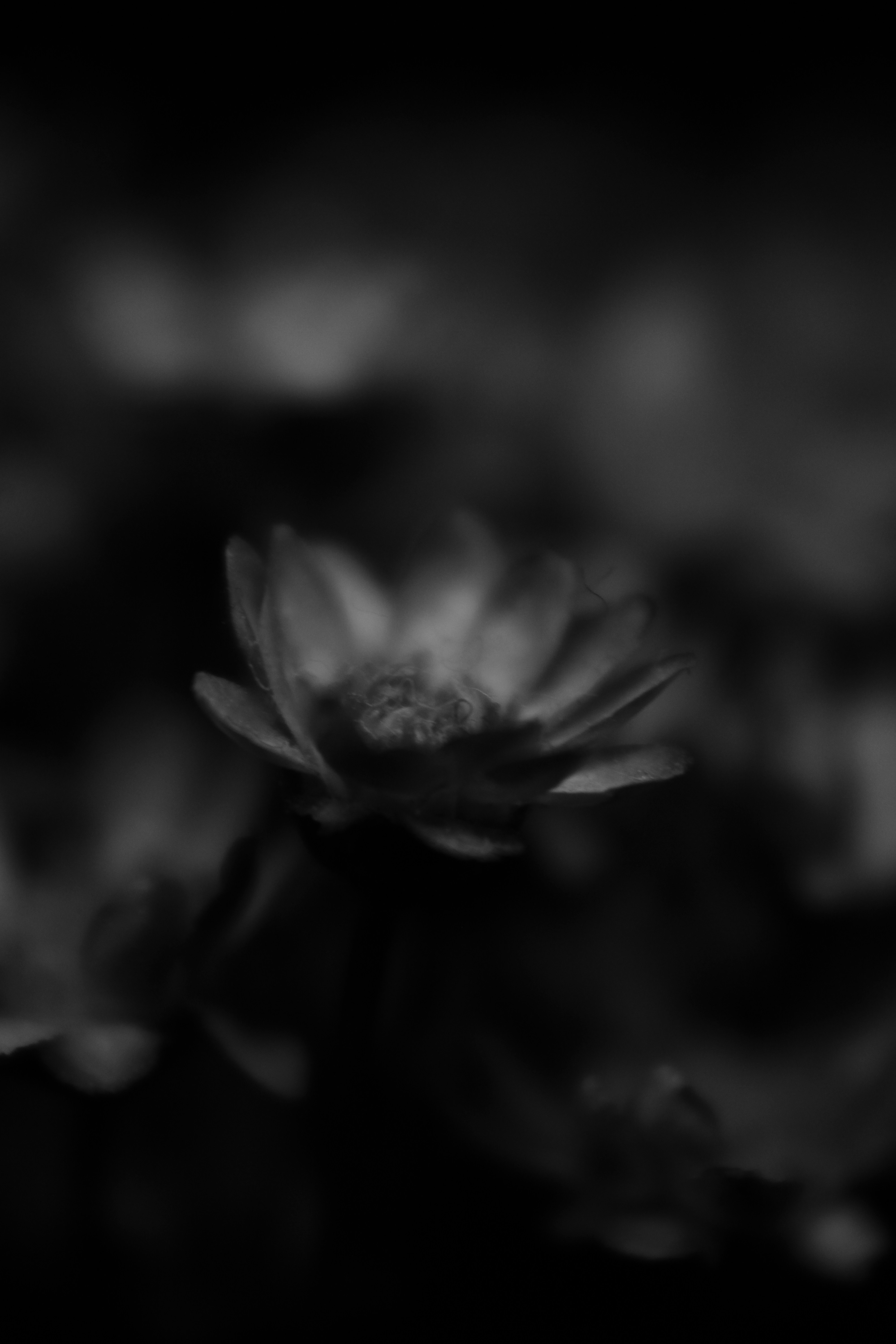 Photo by iamblondfox