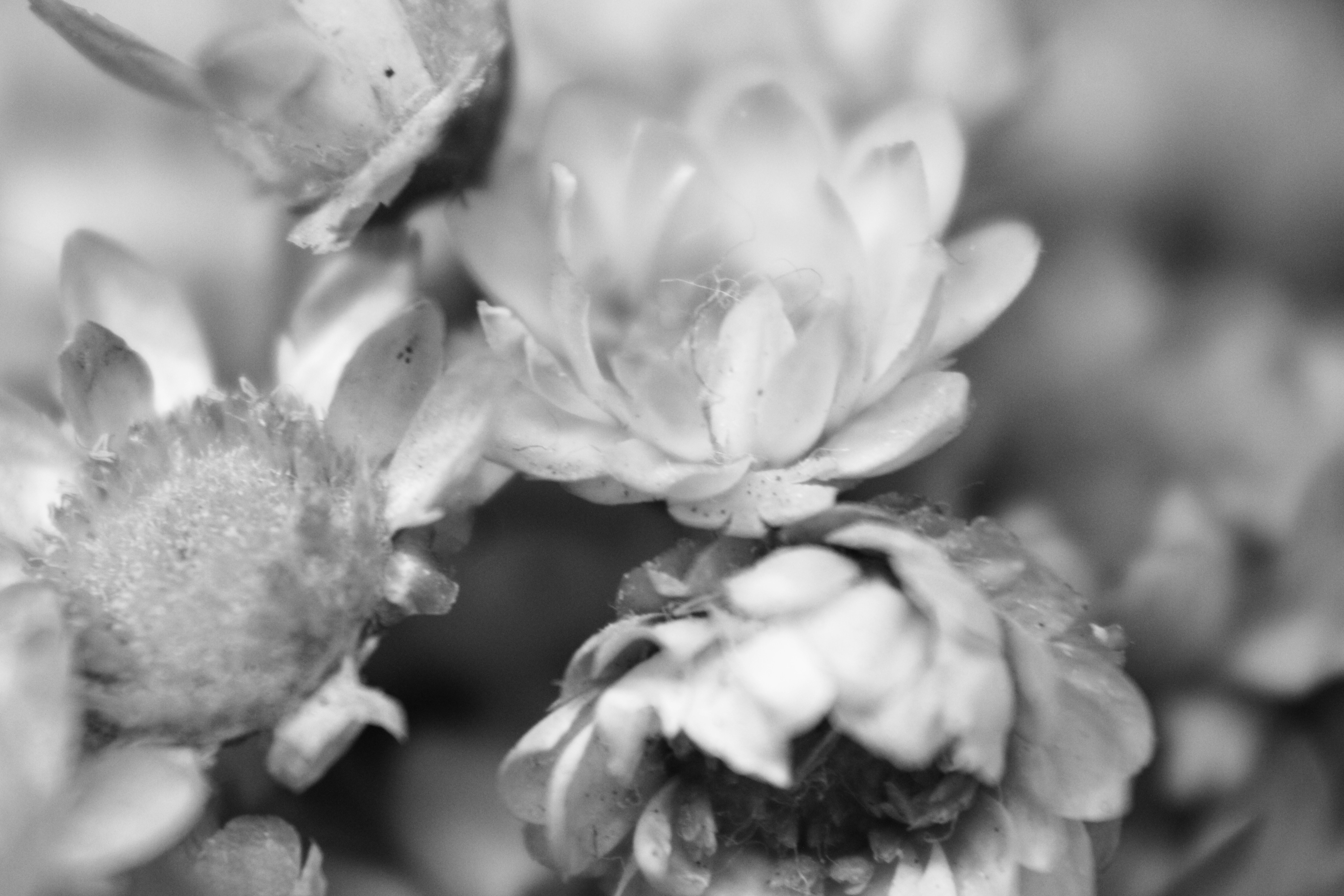 Photo by iamblondfox