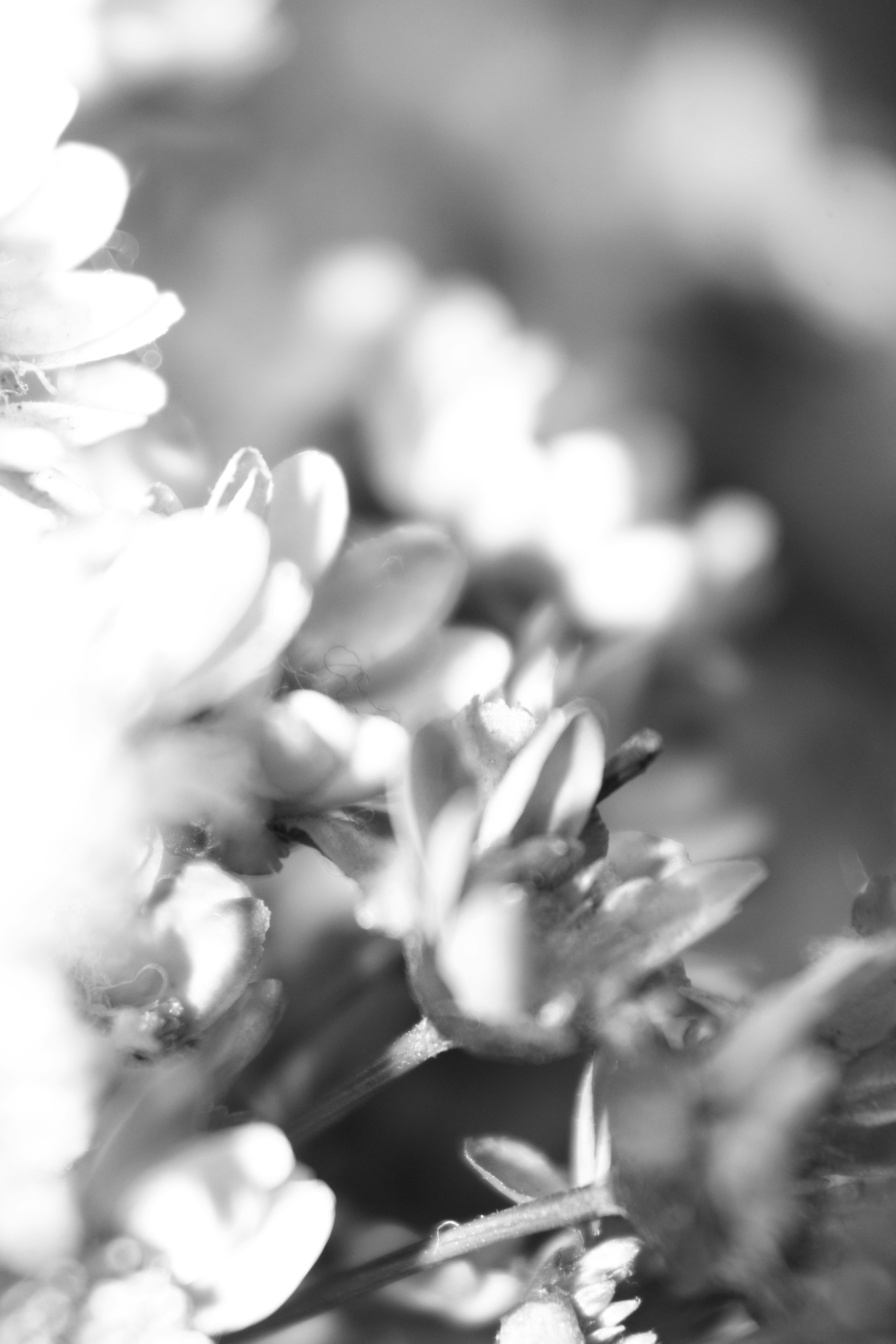 Photo by iamblondfox