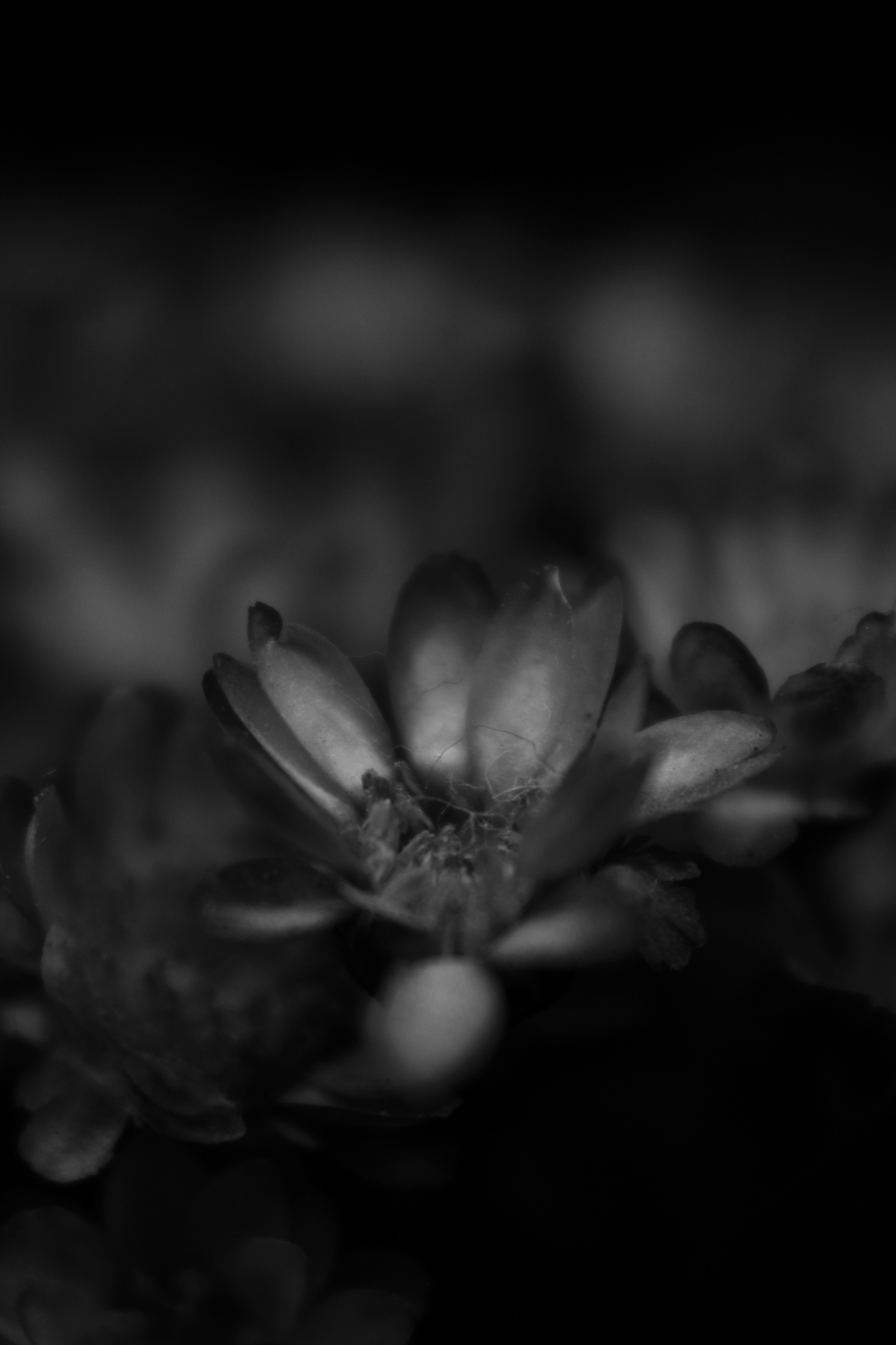 Photo by iamblondfox