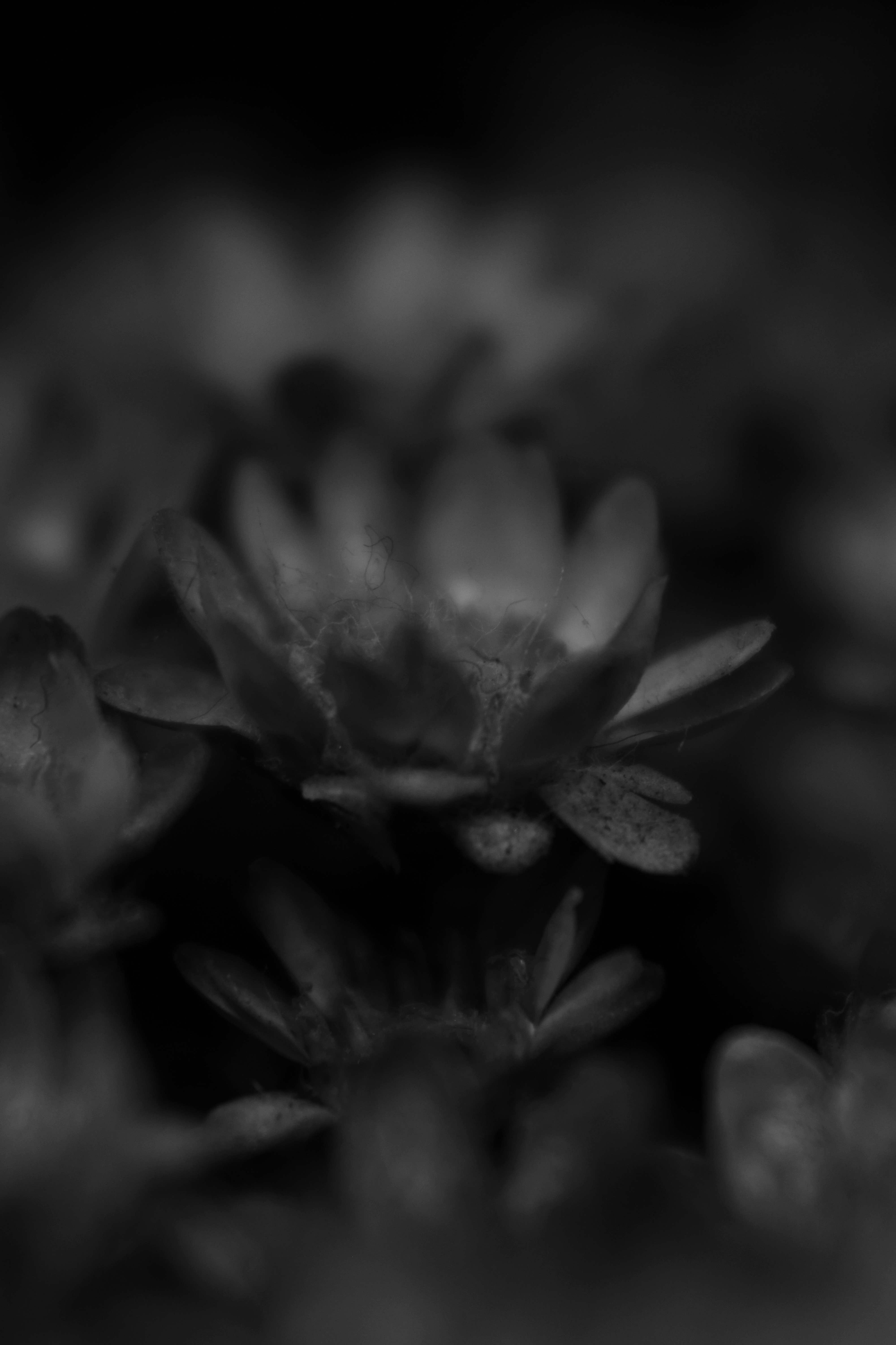 Photo by iamblondfox