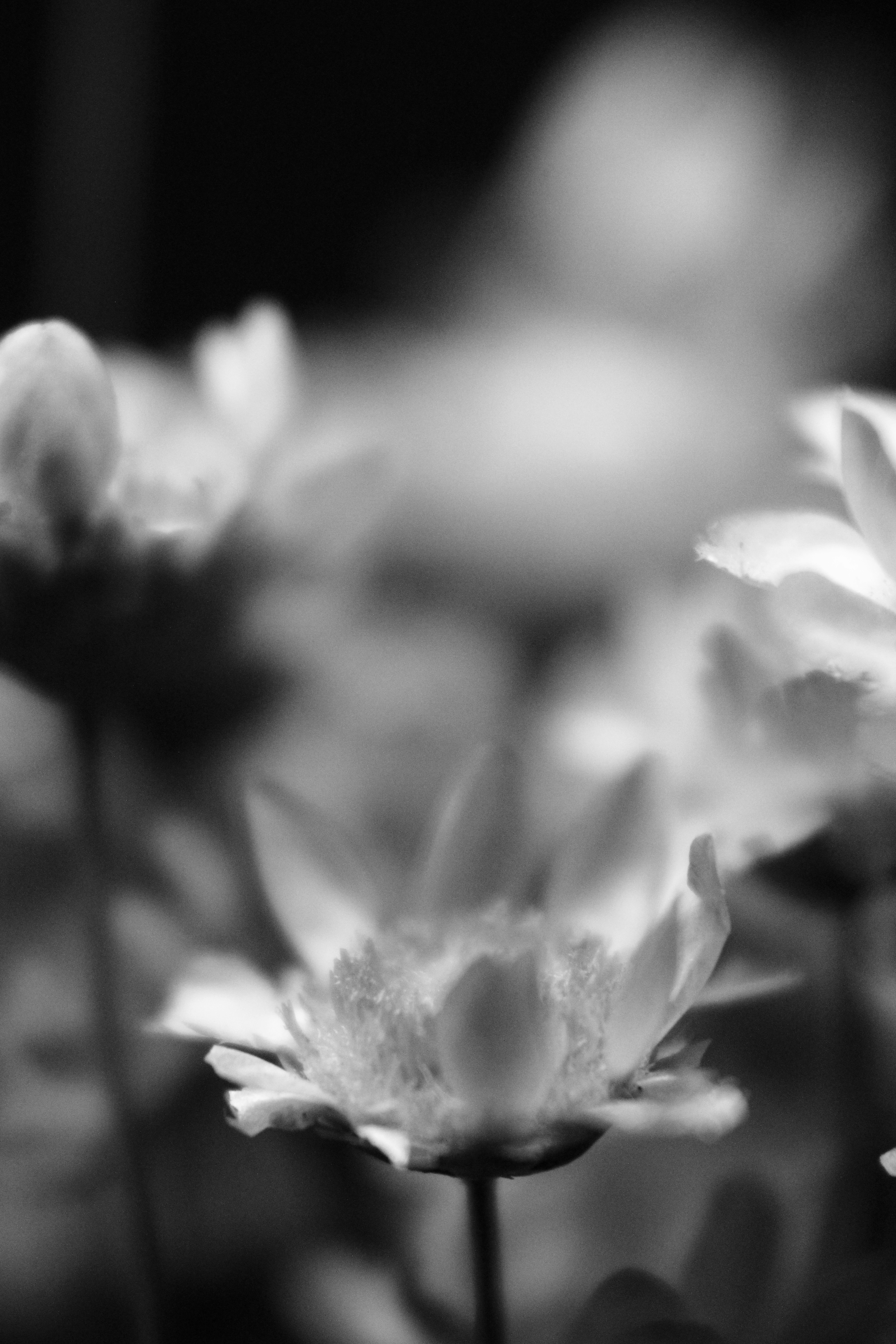 Photo by iamblondfox