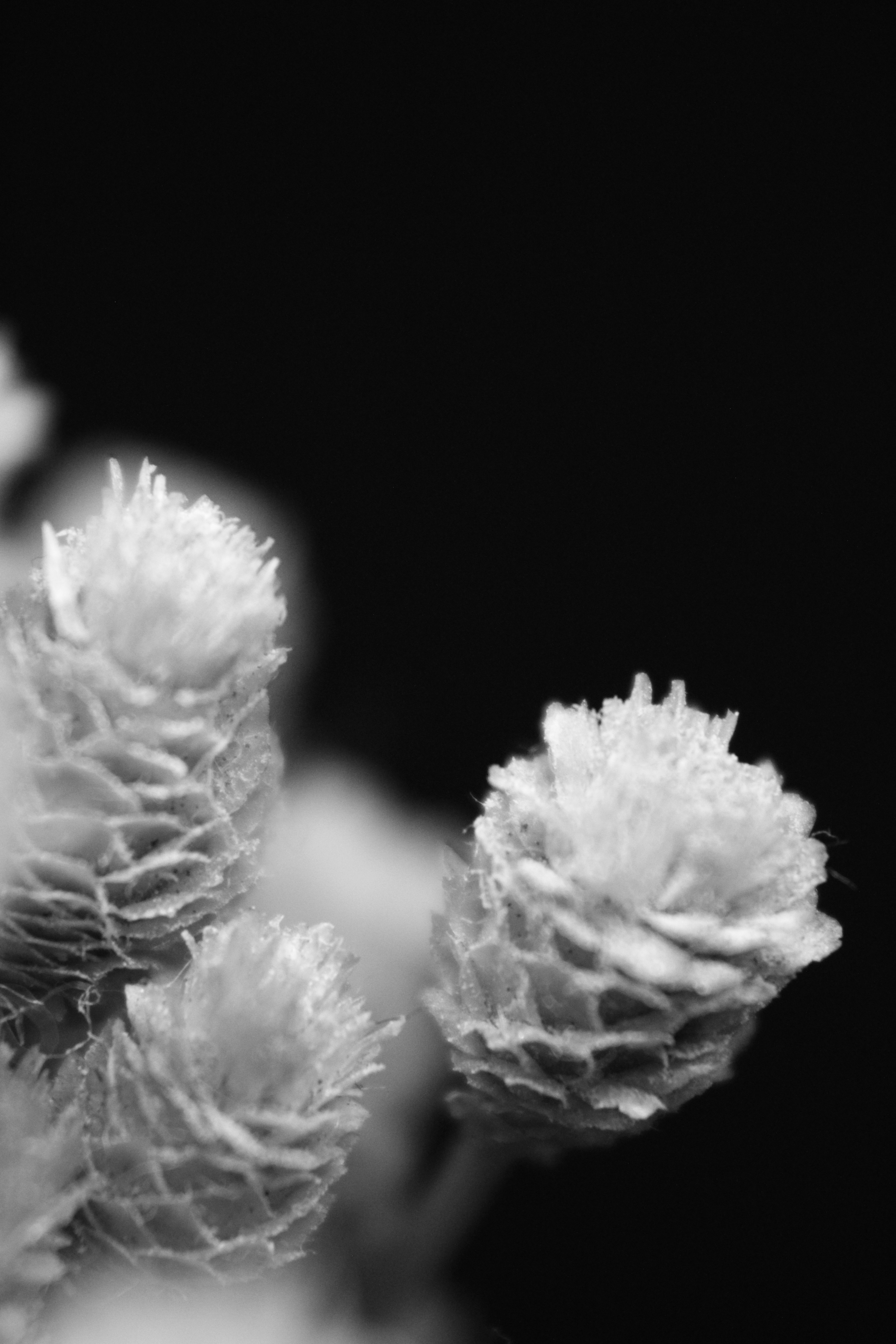 Photo by iamblondfox