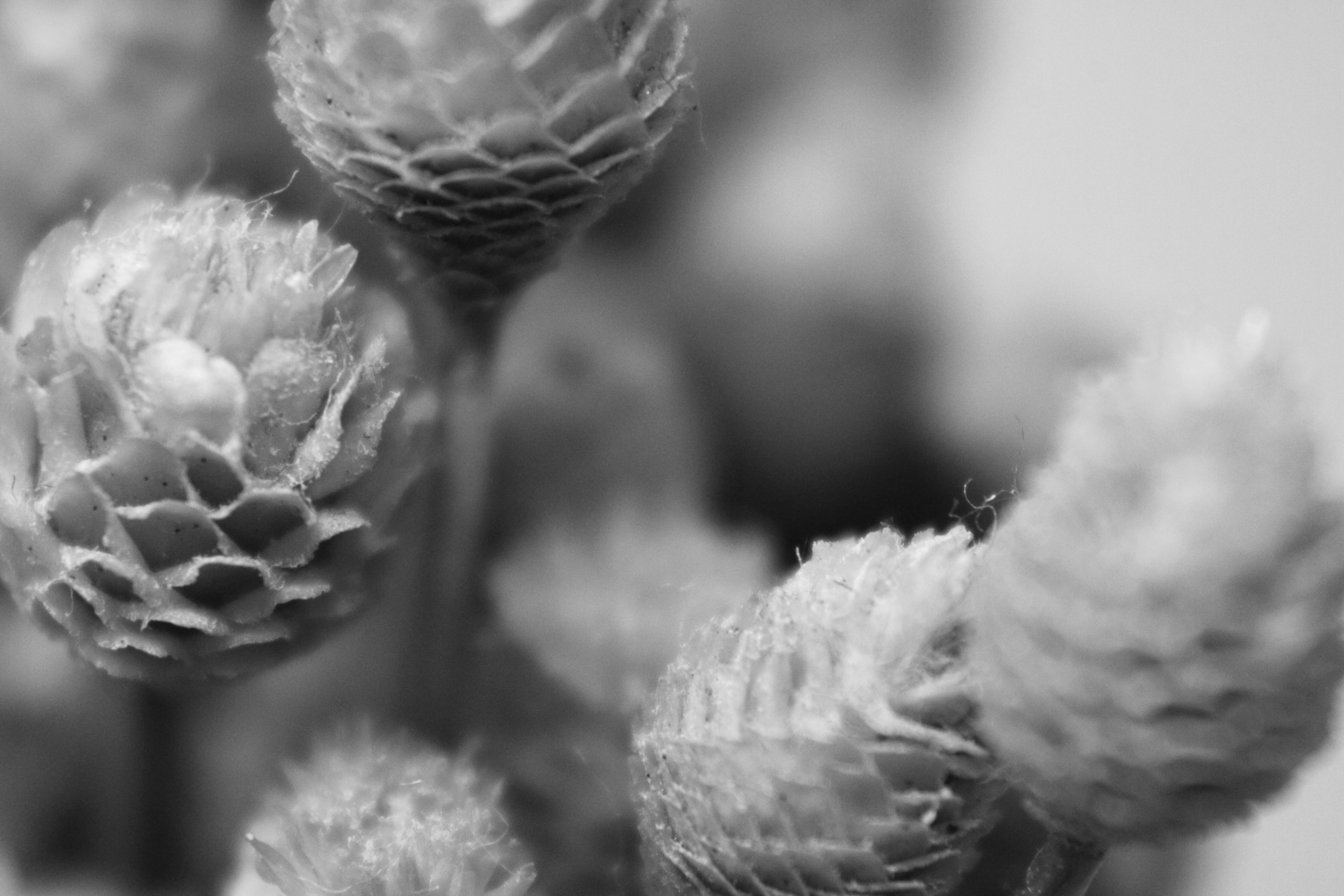 Photo by iamblondfox