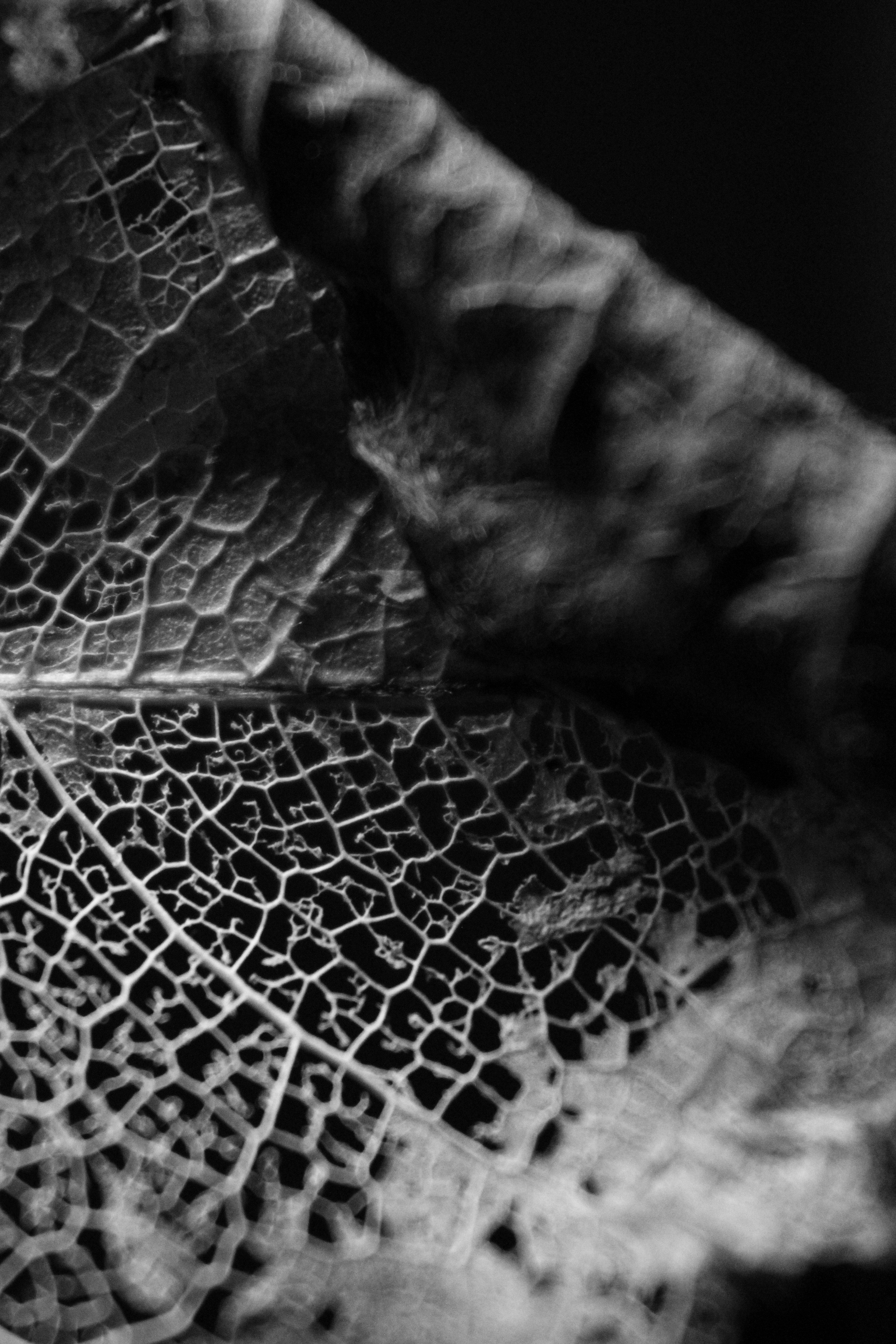 Photo by iamblondfox