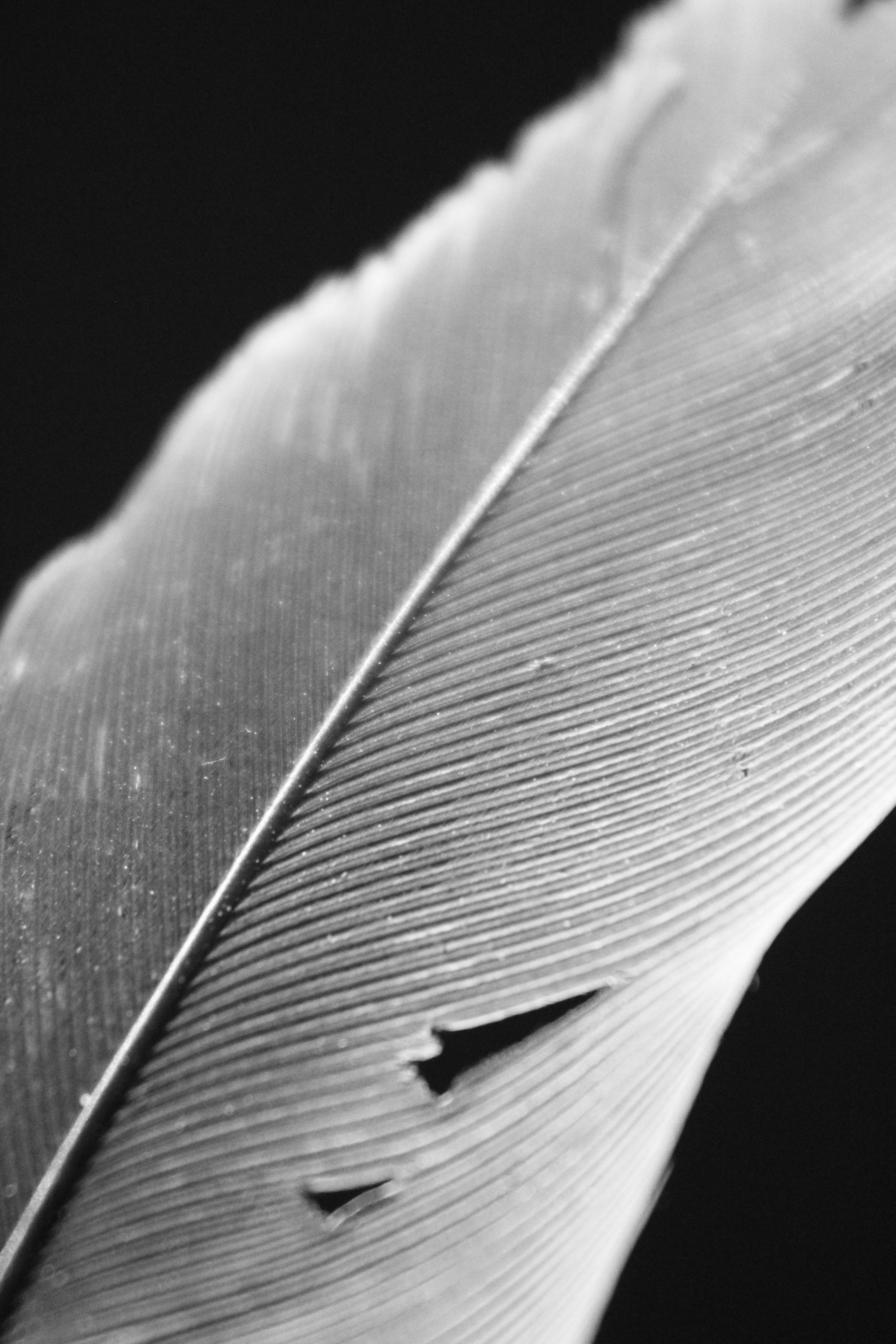 Photo by iamblondfox