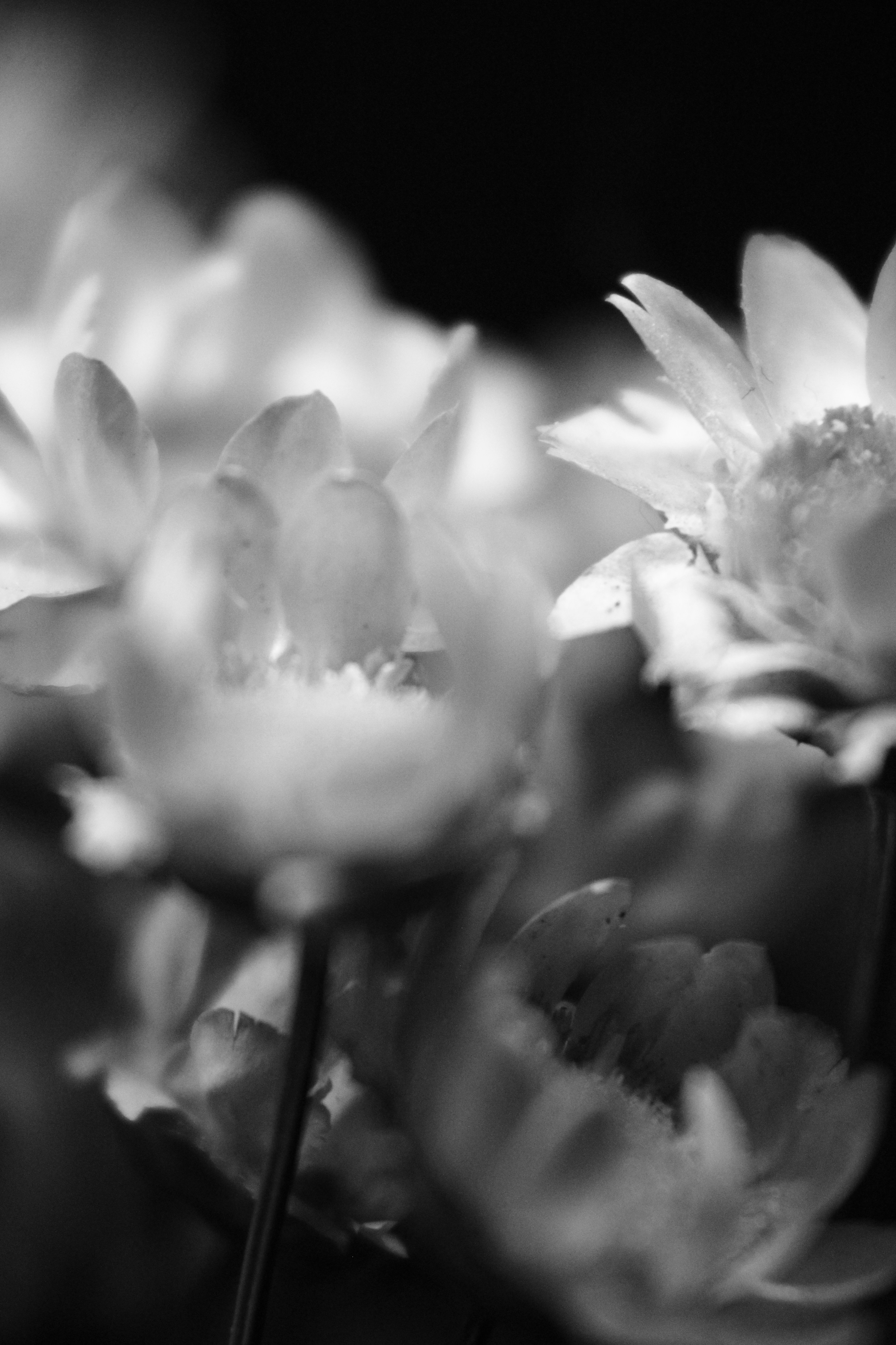 Photo by iamblondfox