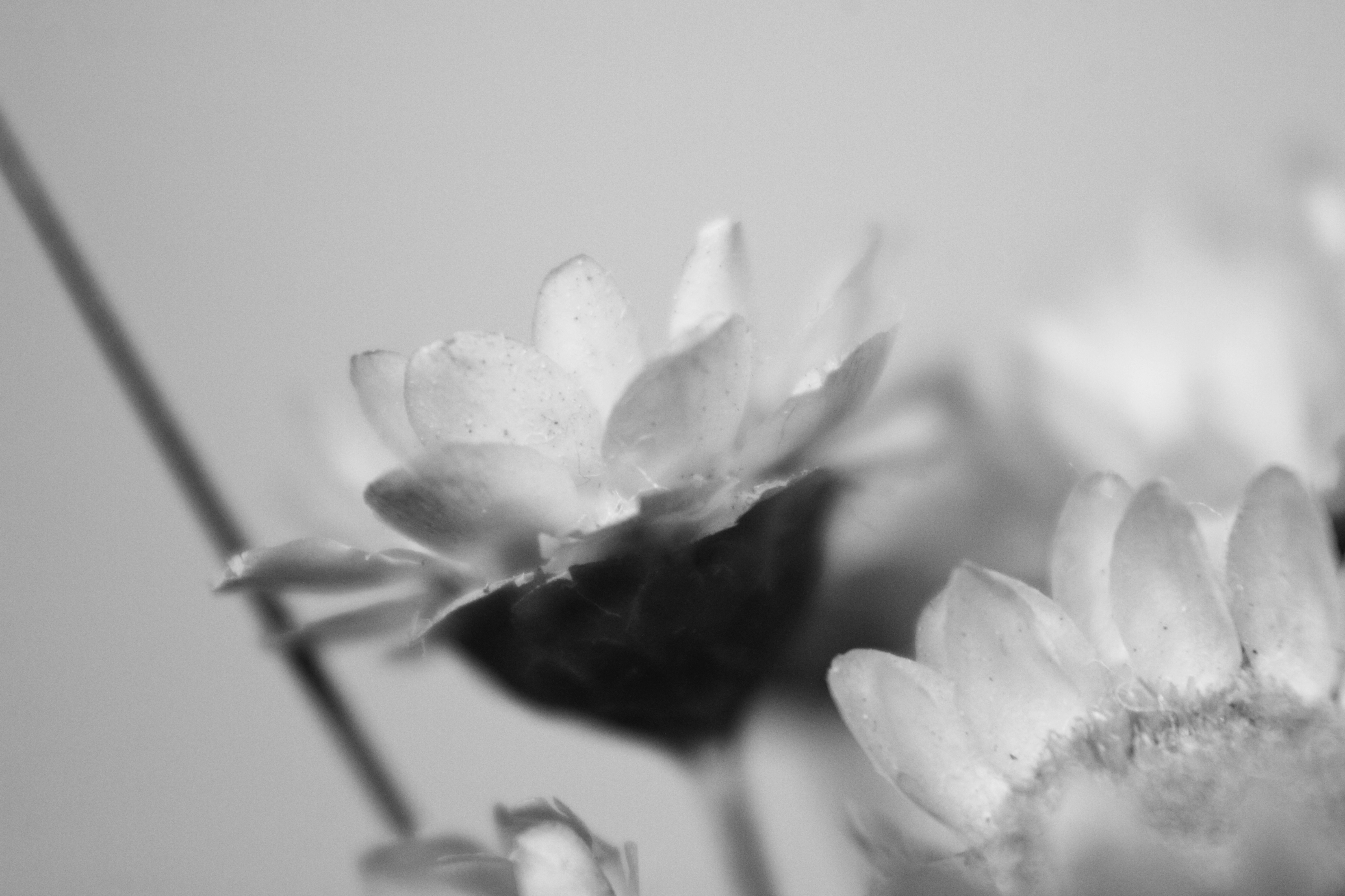 Photo by iamblondfox