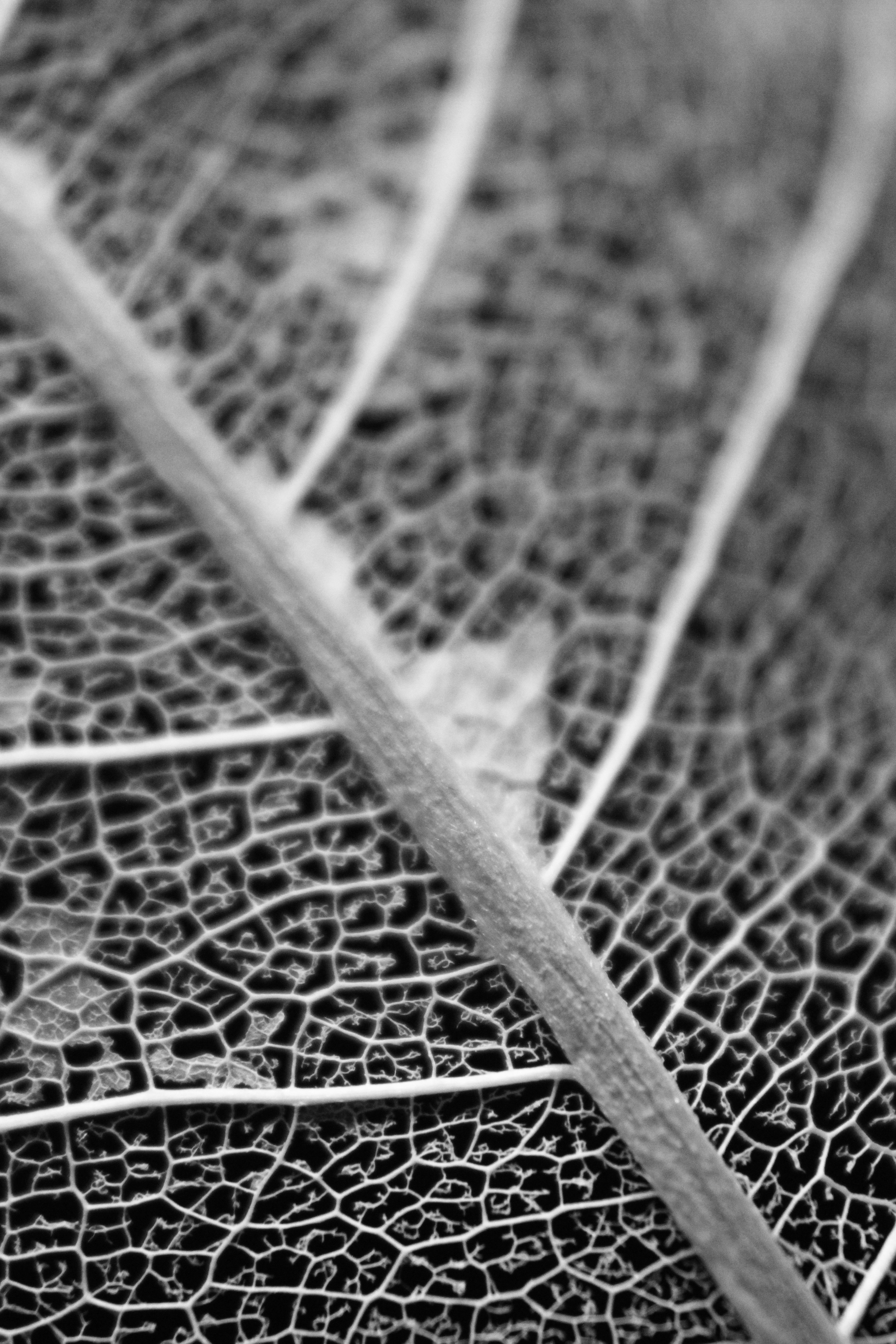 Photo by iamblondfox