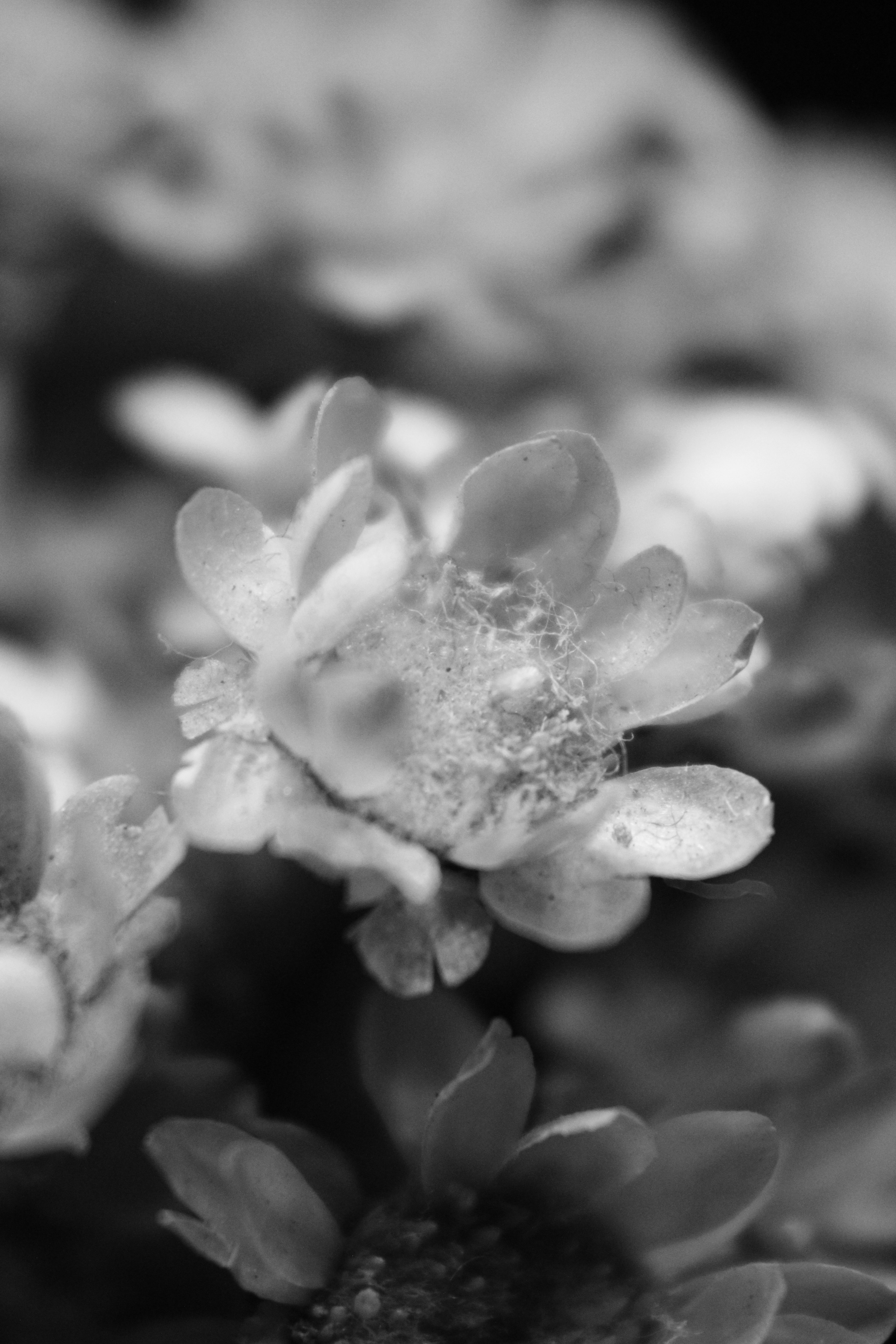 Photo by iamblondfox