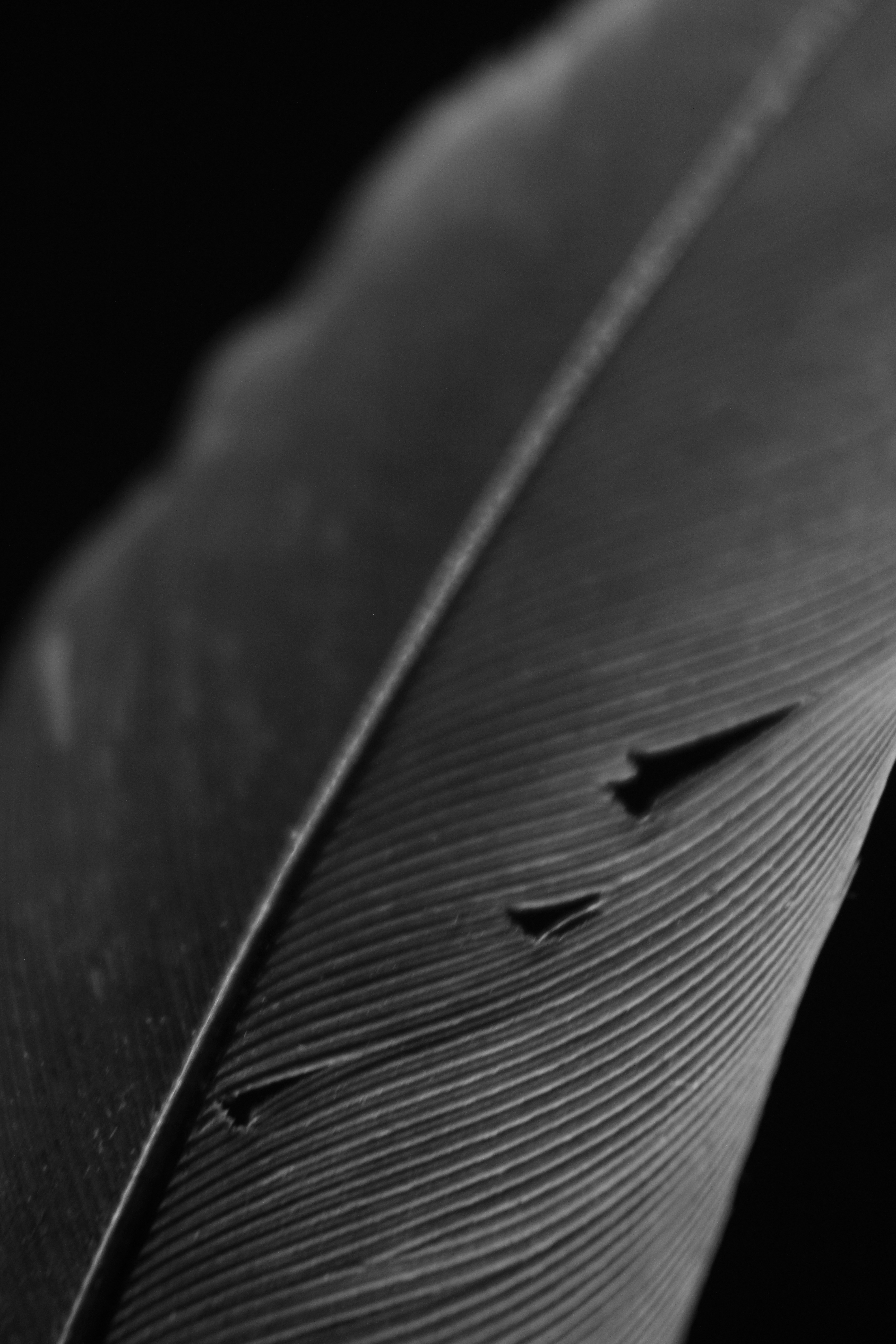 Photo by iamblondfox