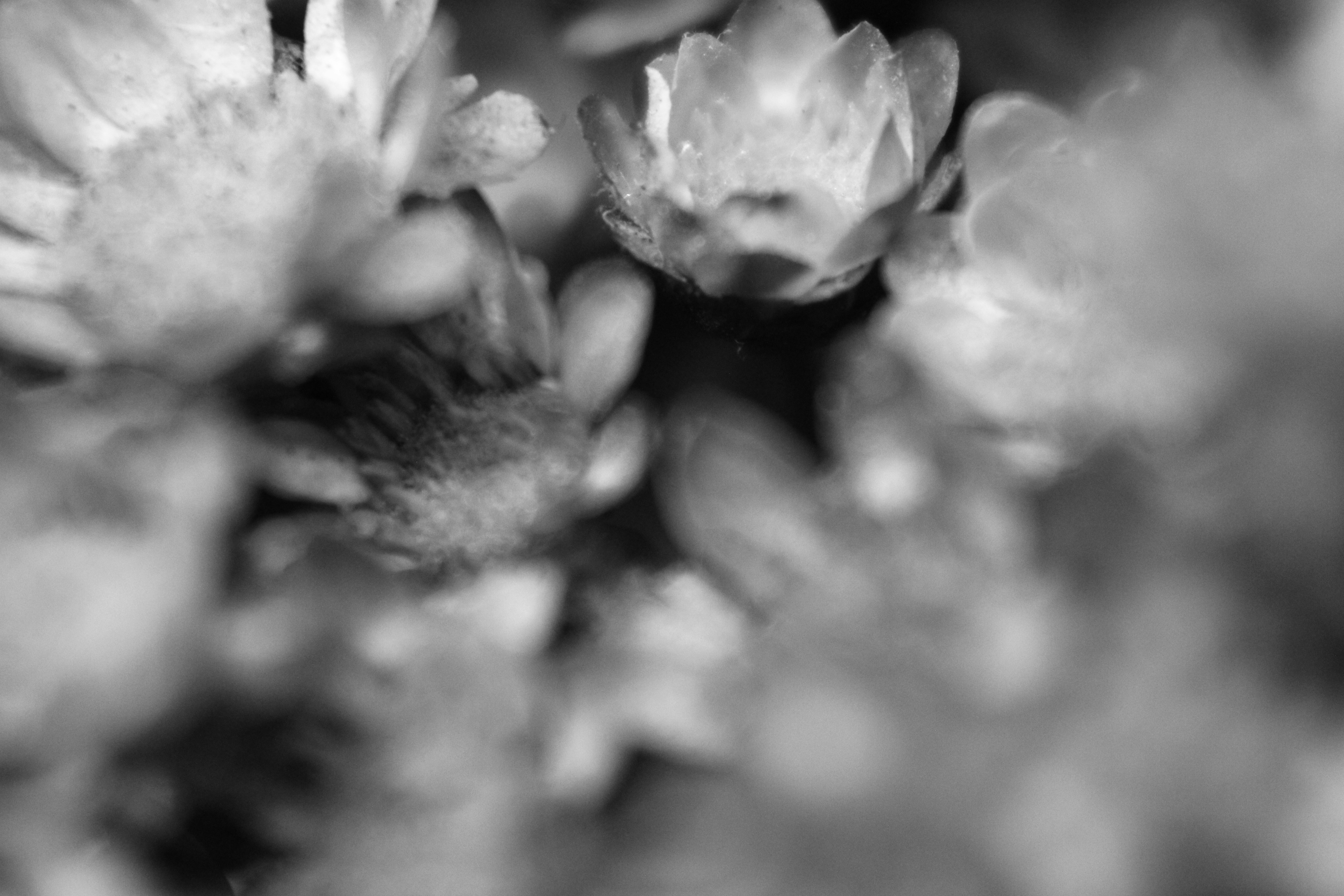 Photo by iamblondfox