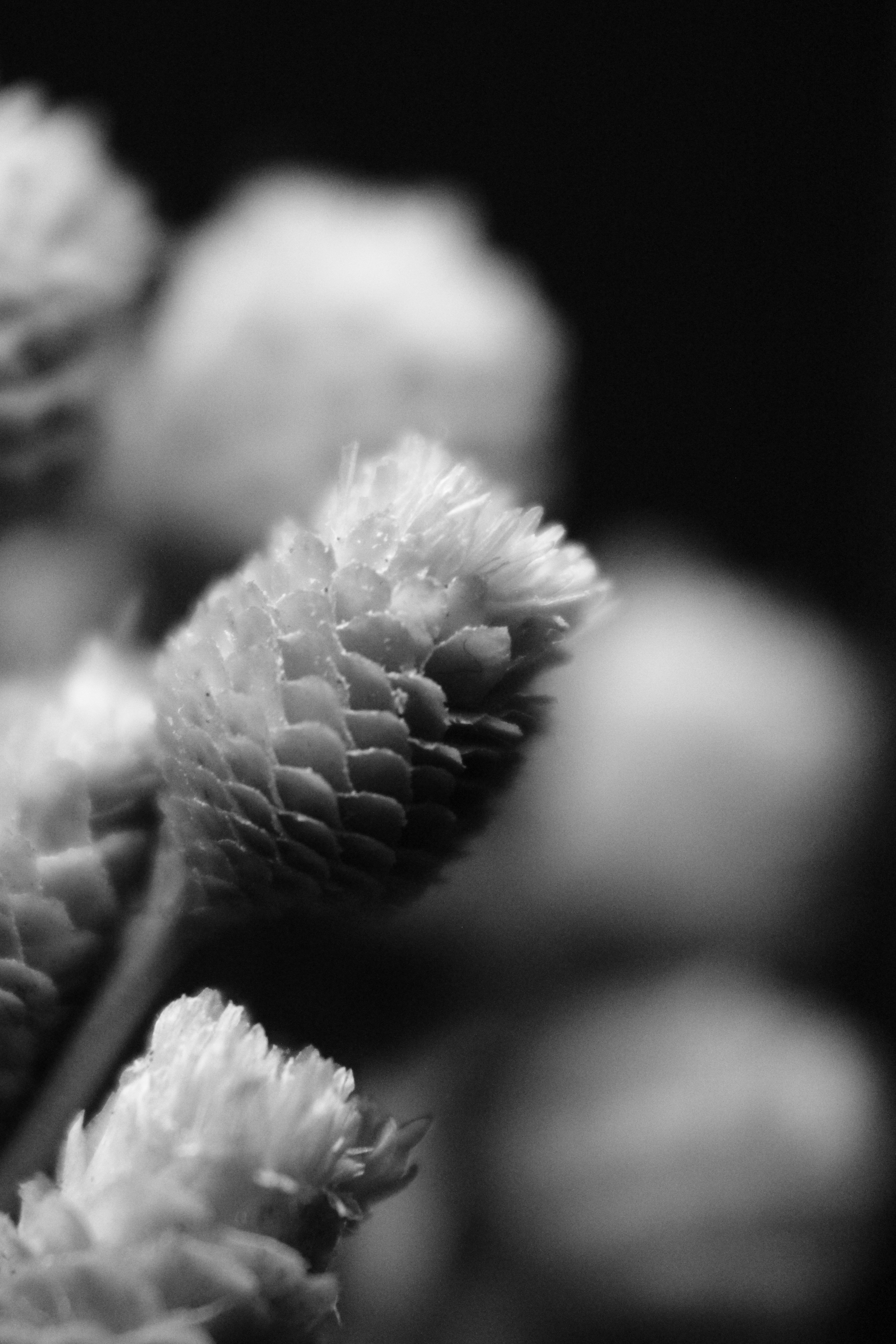 Photo by iamblondfox