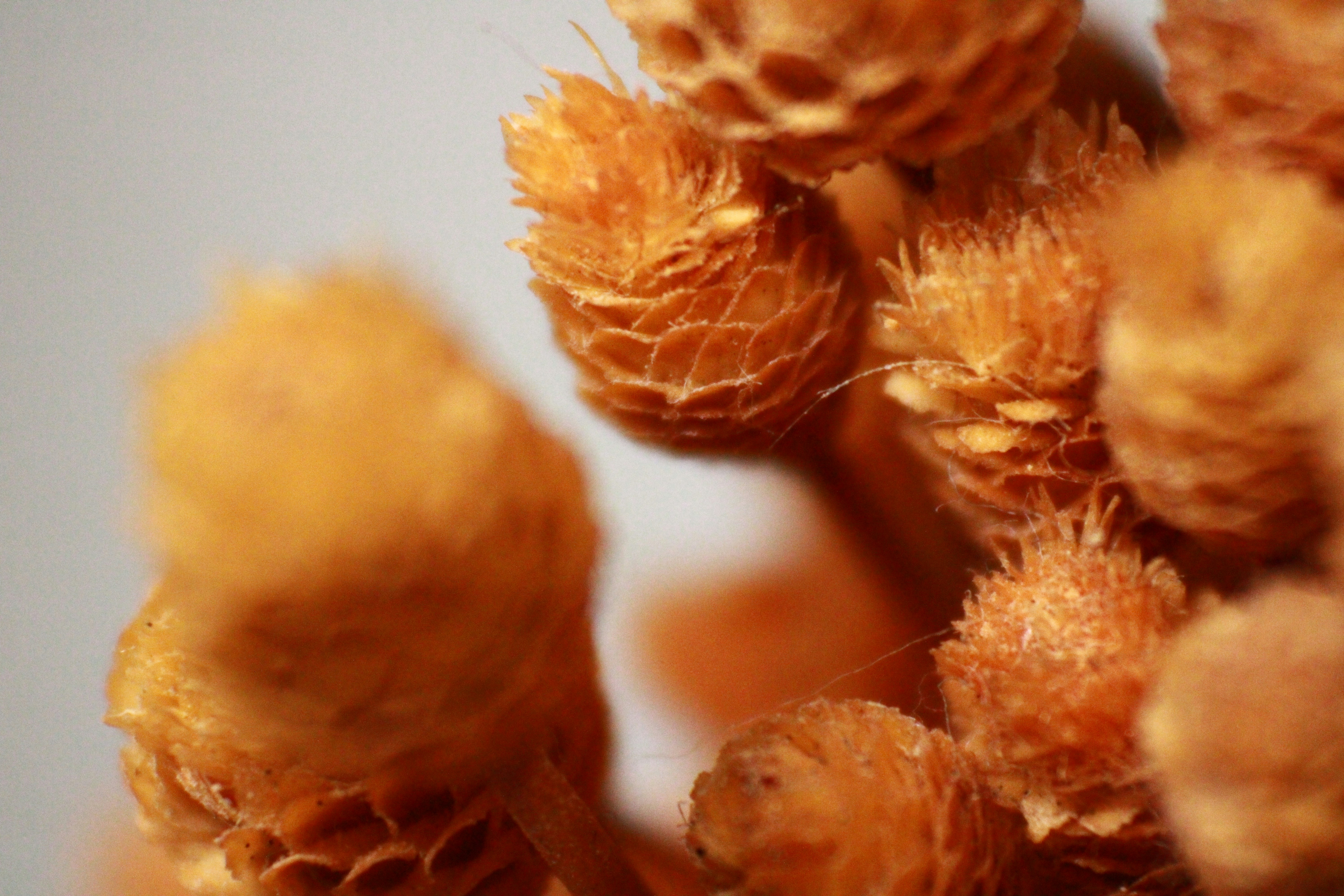 Photo by iamblondfox