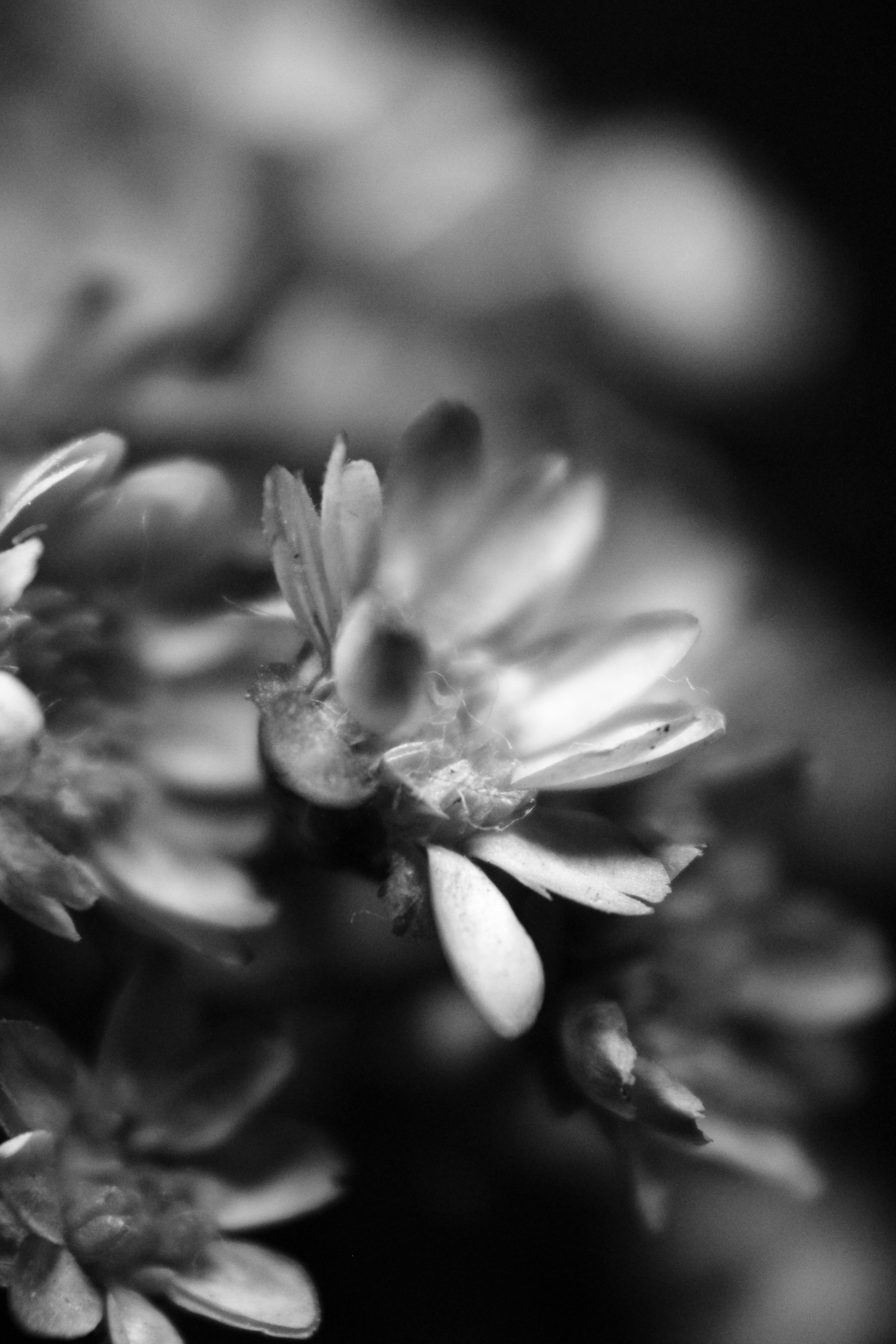 Photo by iamblondfox