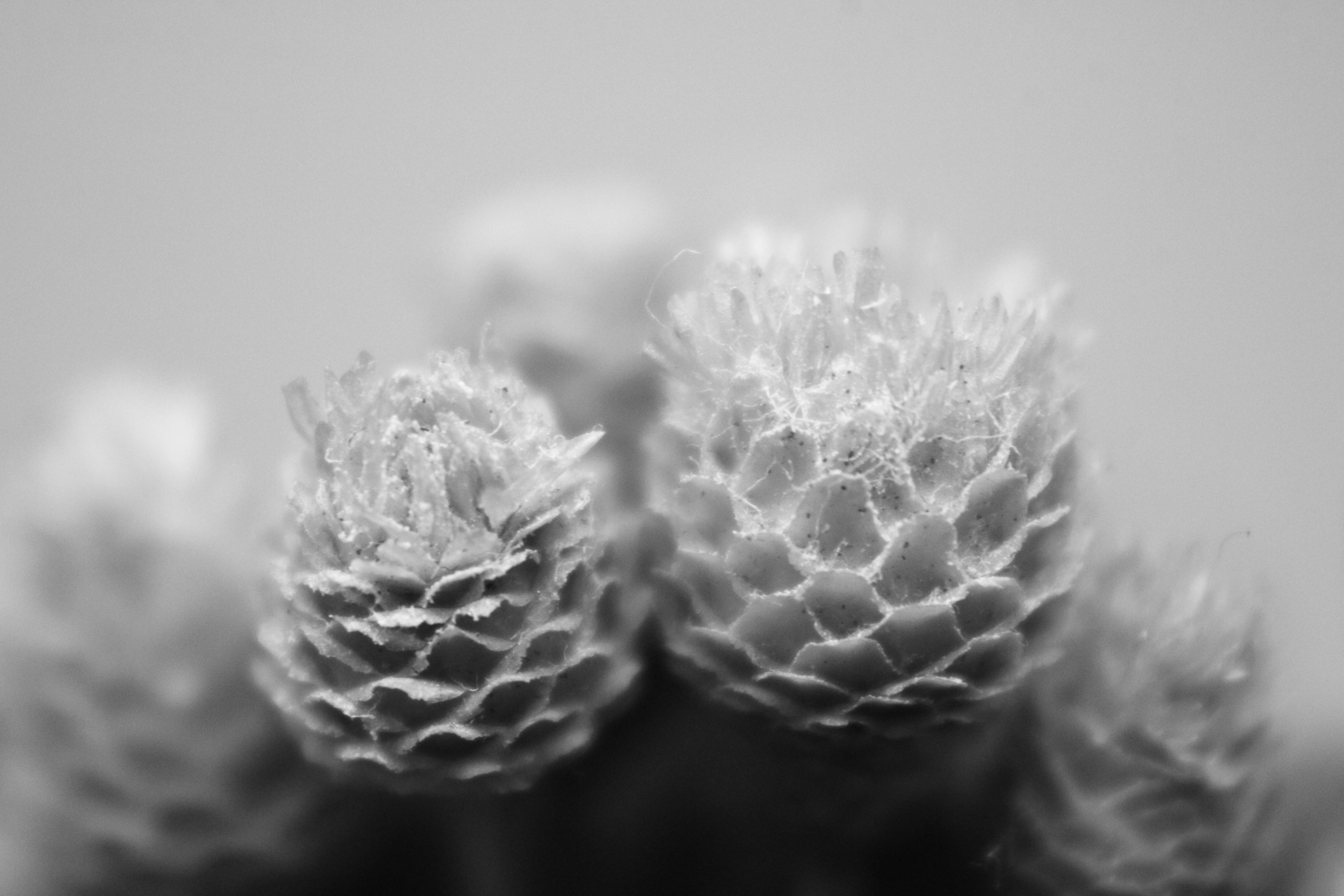 Photo by iamblondfox