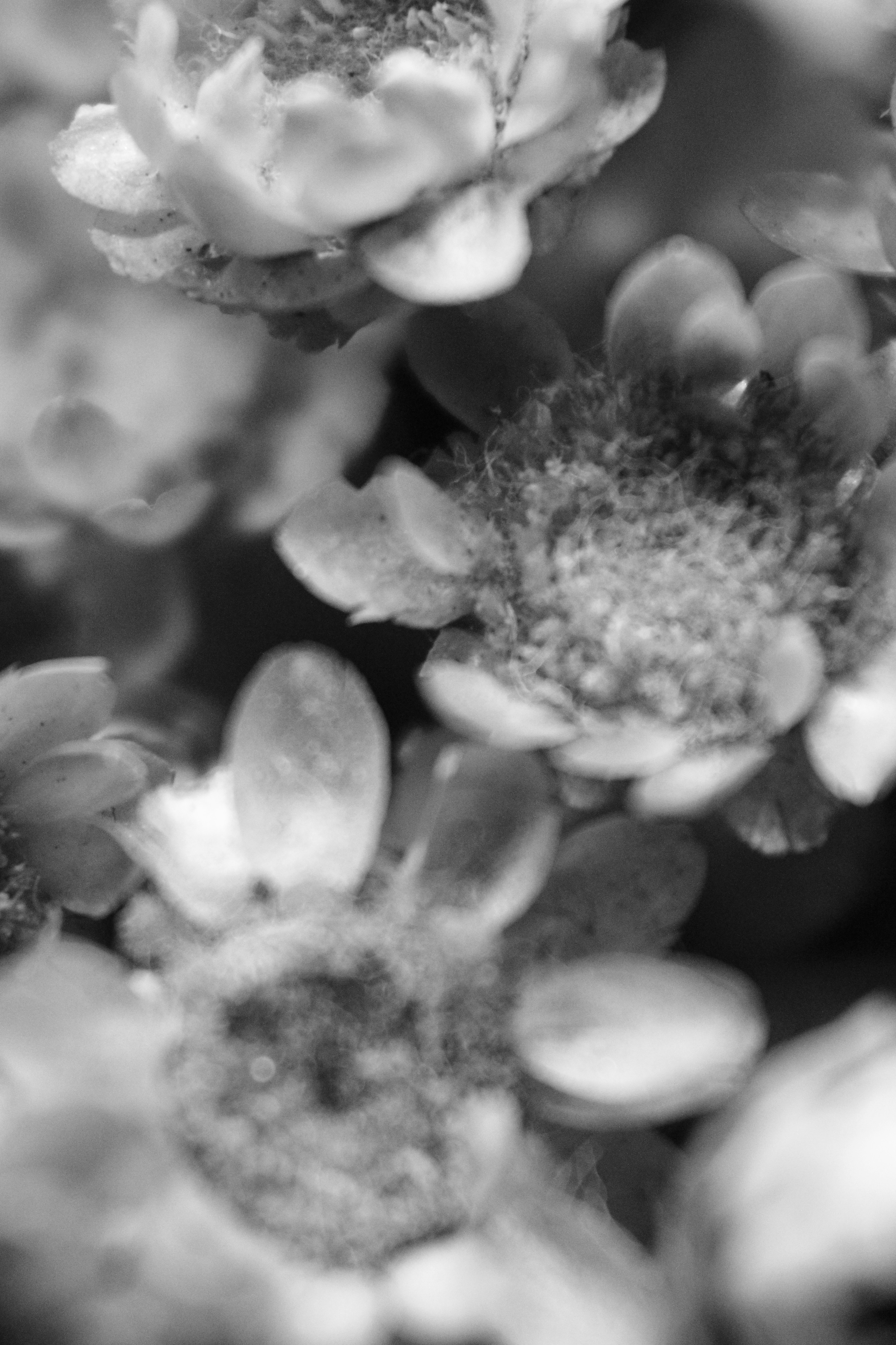 Photo by iamblondfox