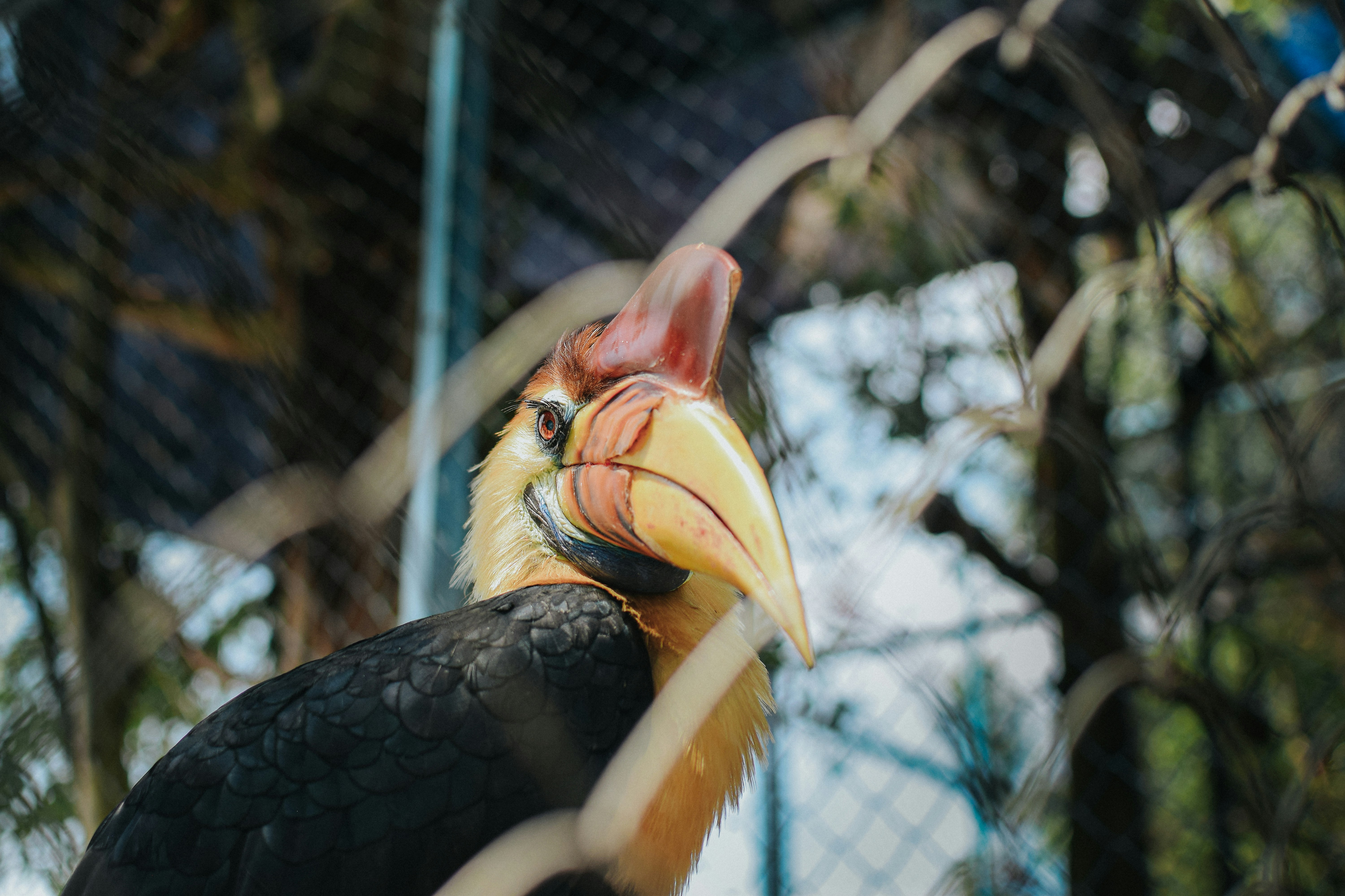 A close up of a bird on a branch
