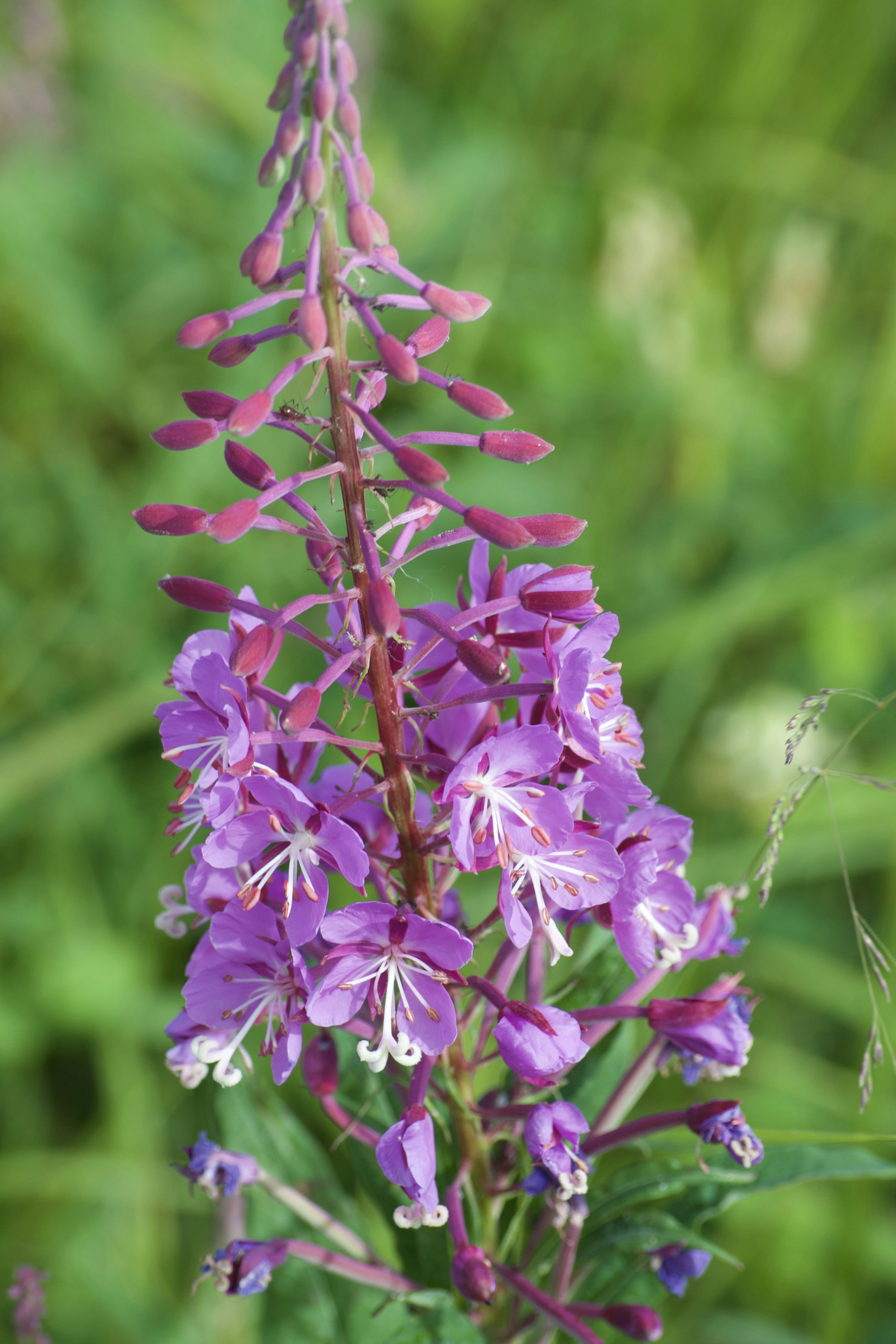 Photo by janechirico