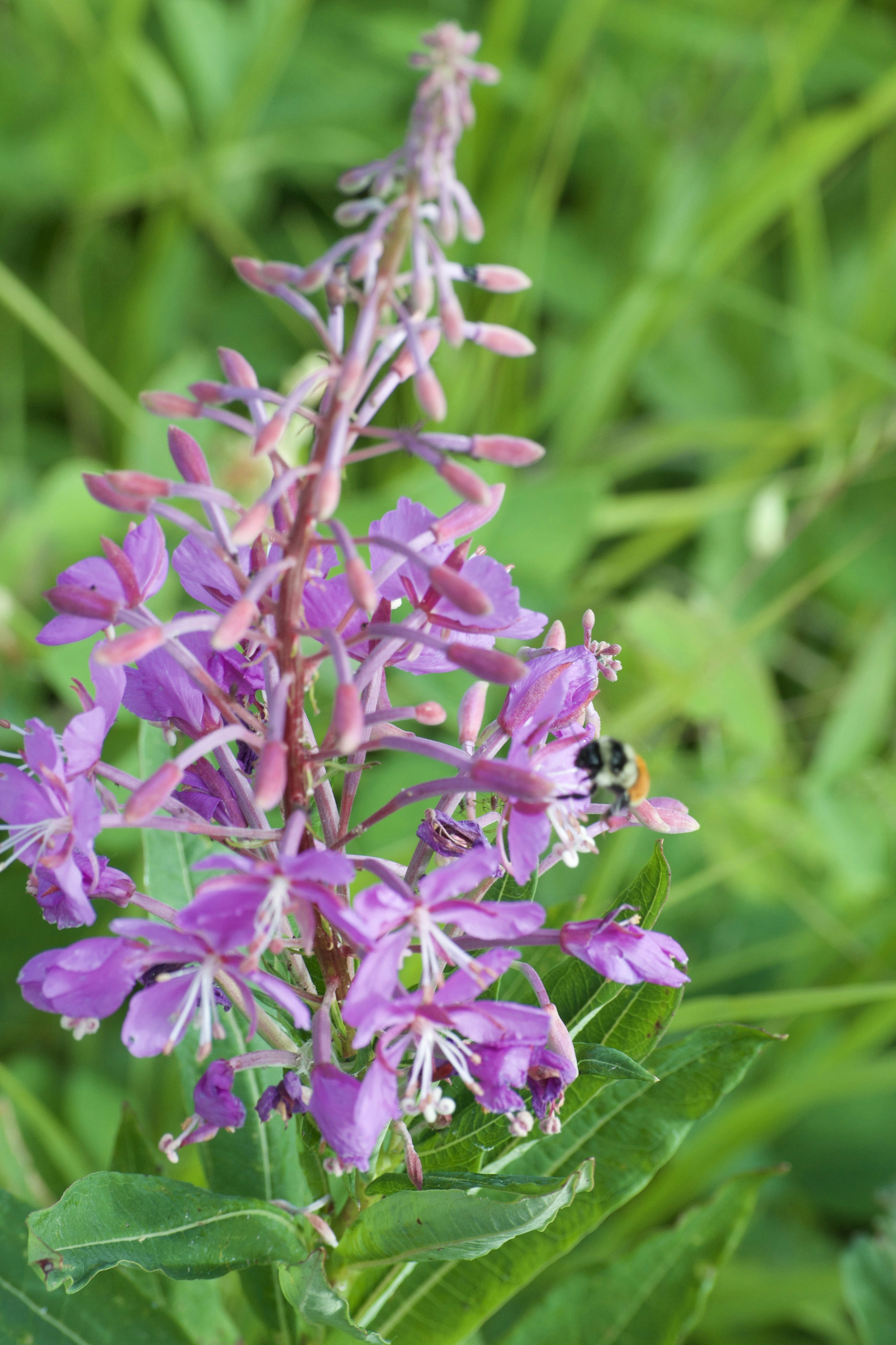 Photo by janechirico