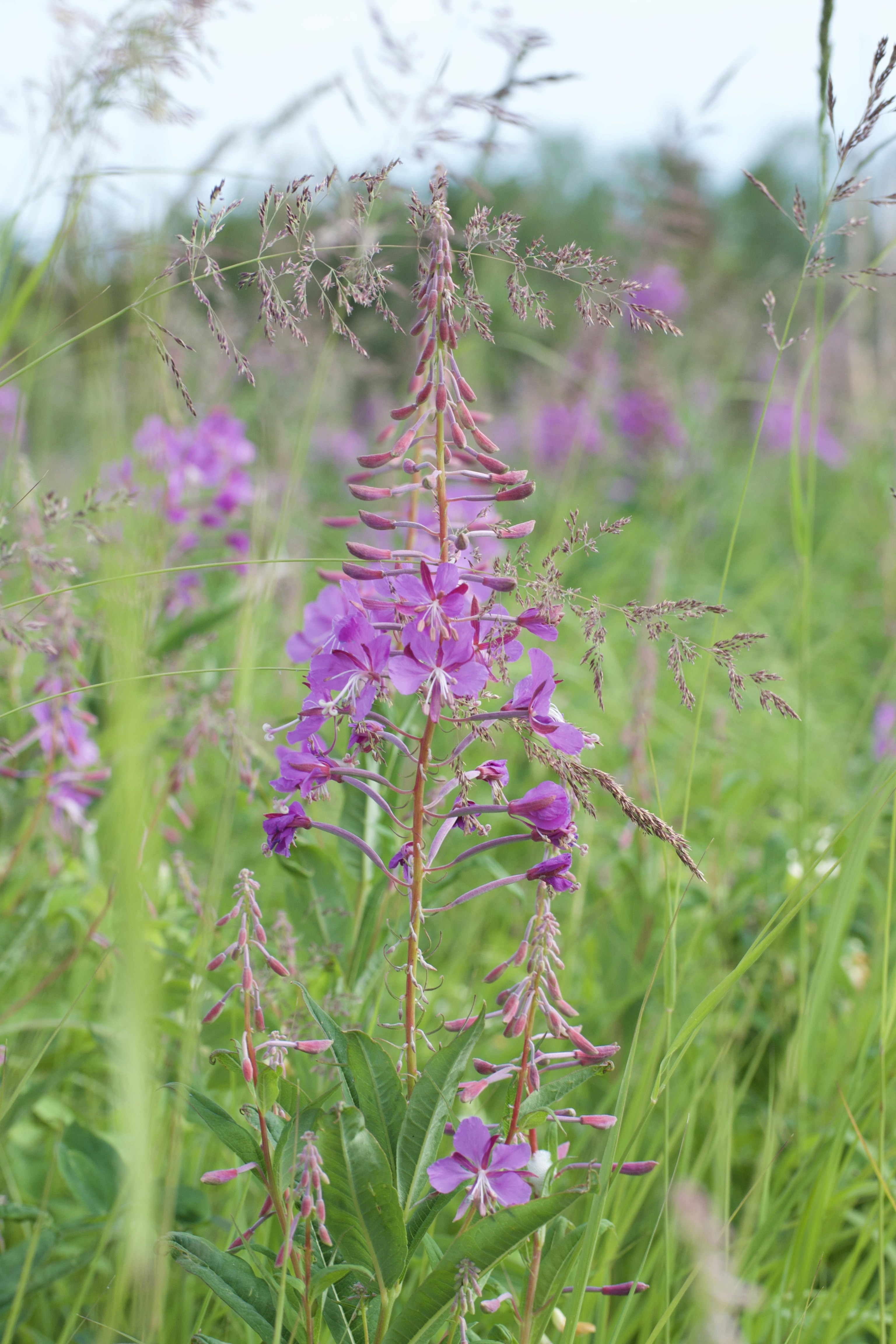 Photo by janechirico