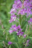 A purple flower with a bee on it