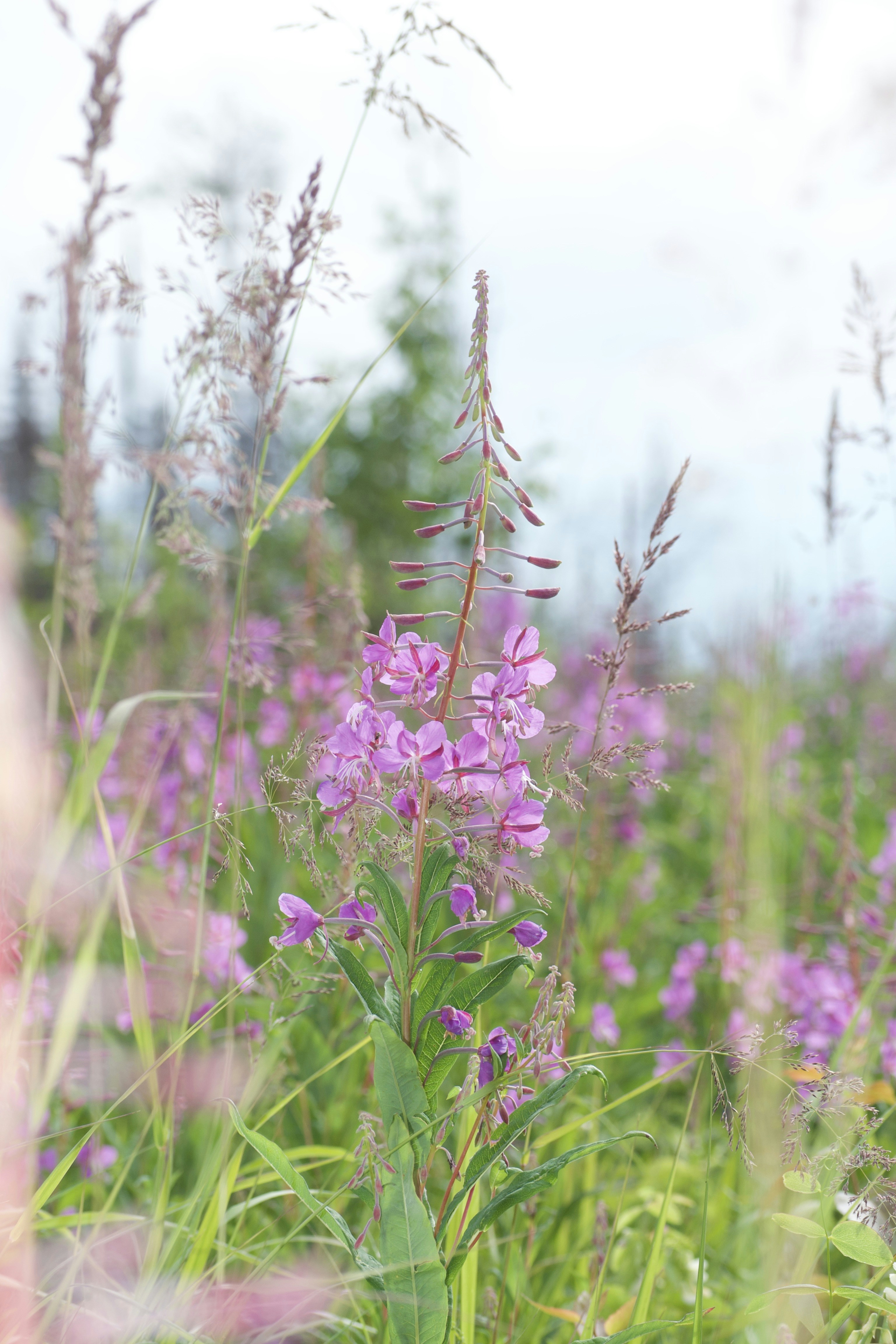 Photo by janechirico