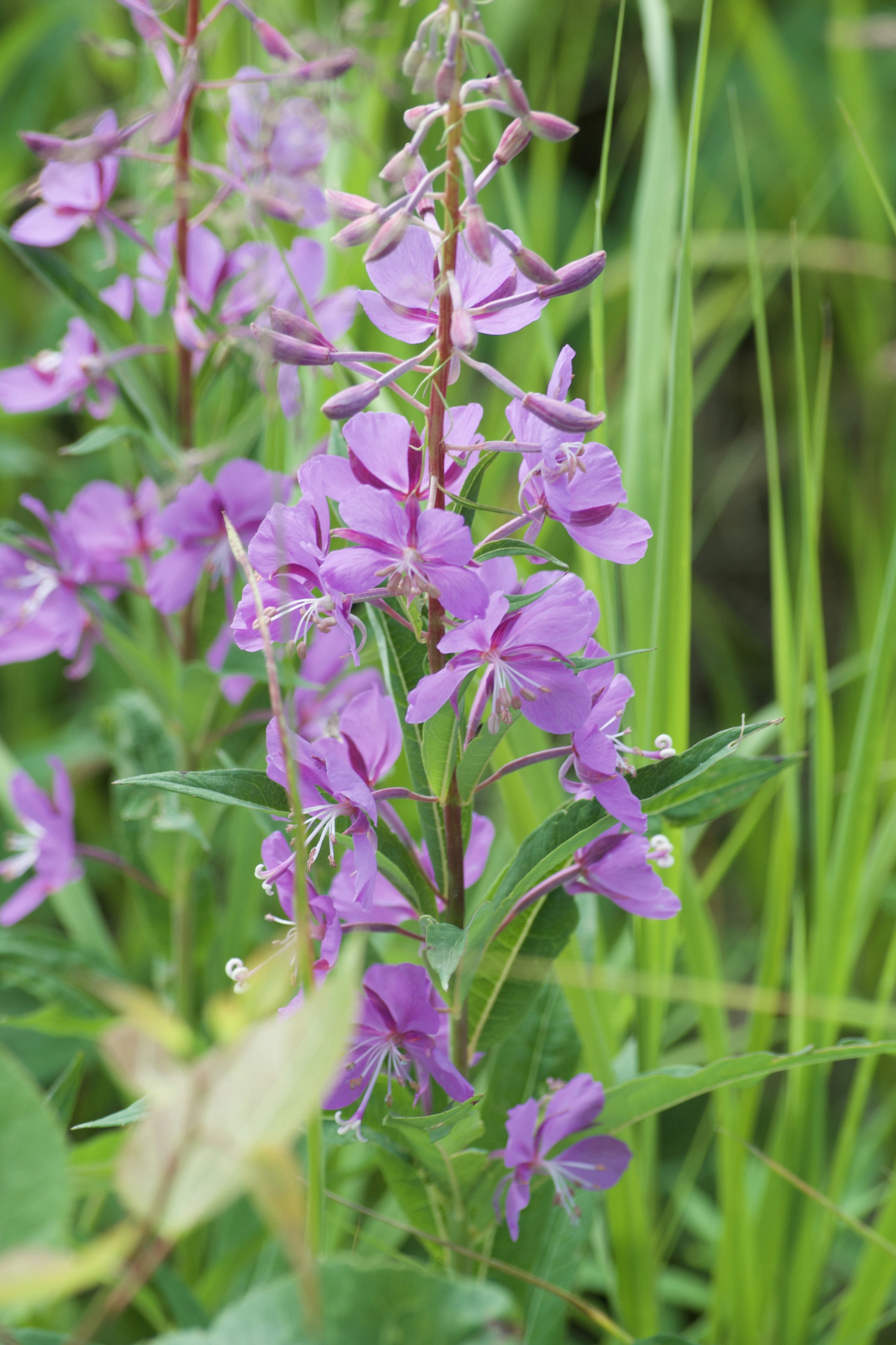 Photo by janechirico