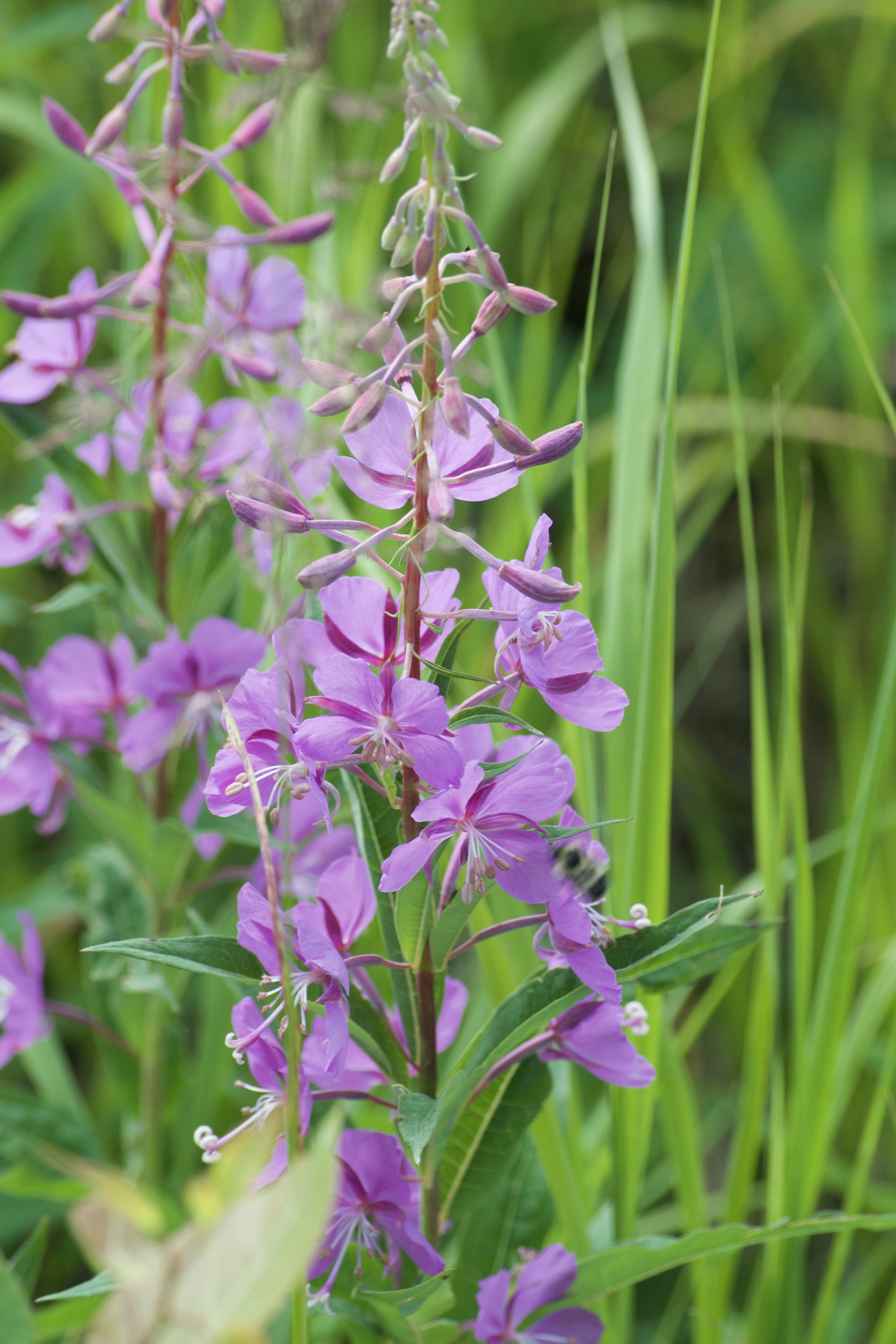 Photo by janechirico